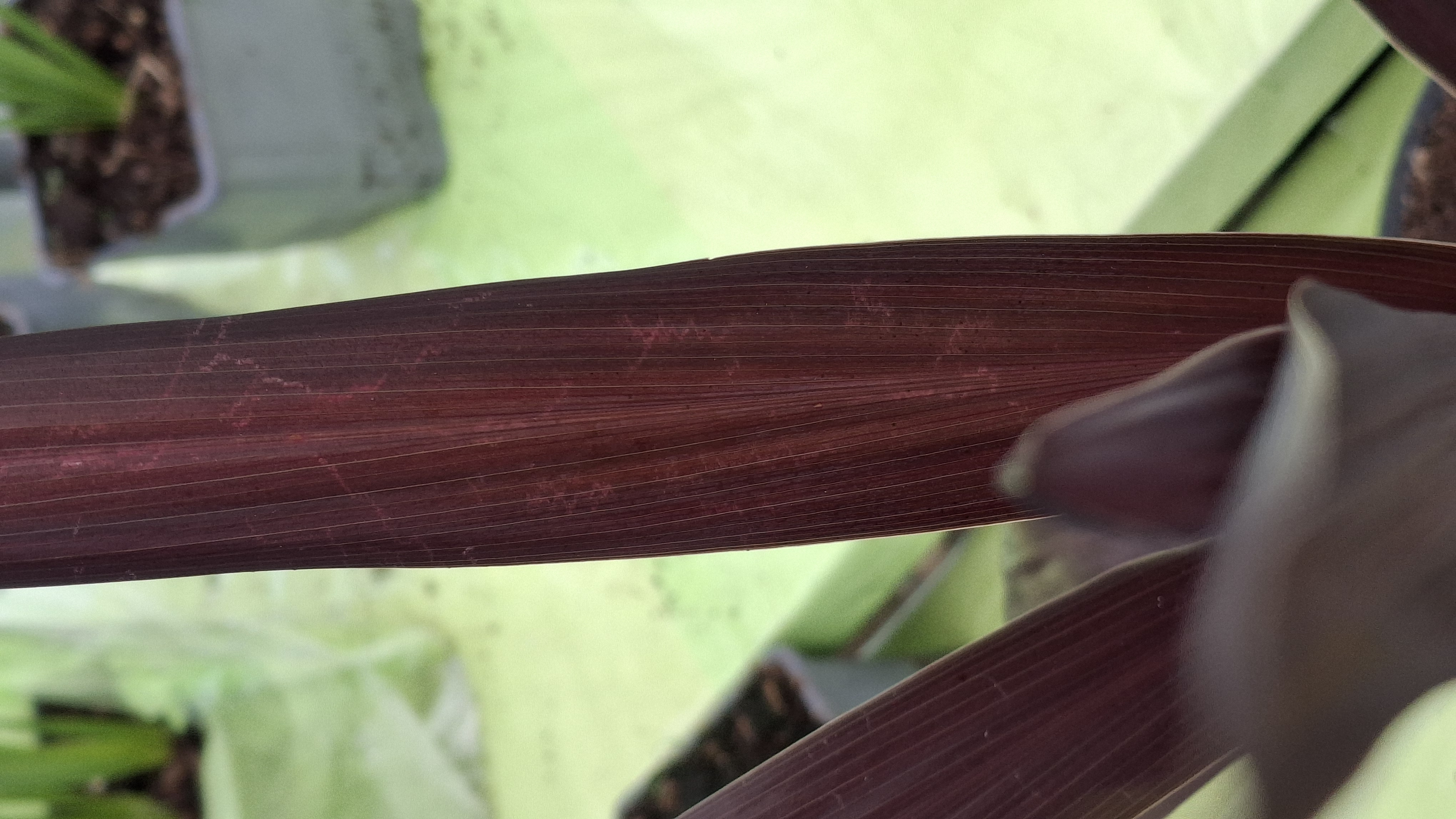 Cordyline 'Albatross' en pot de 3 litres