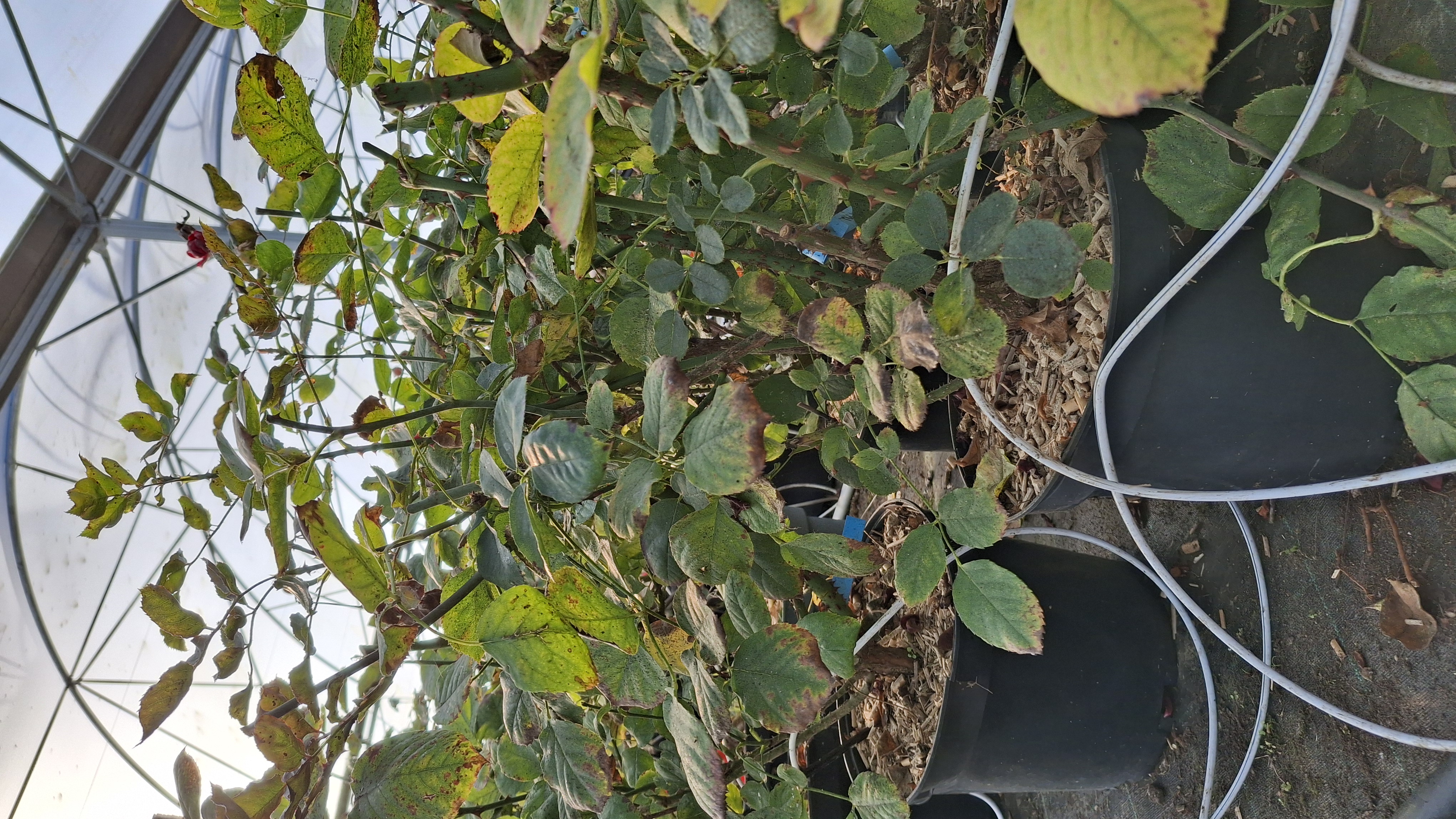 Rosier 'Michèle Meilland' en pot de 7,5 litres