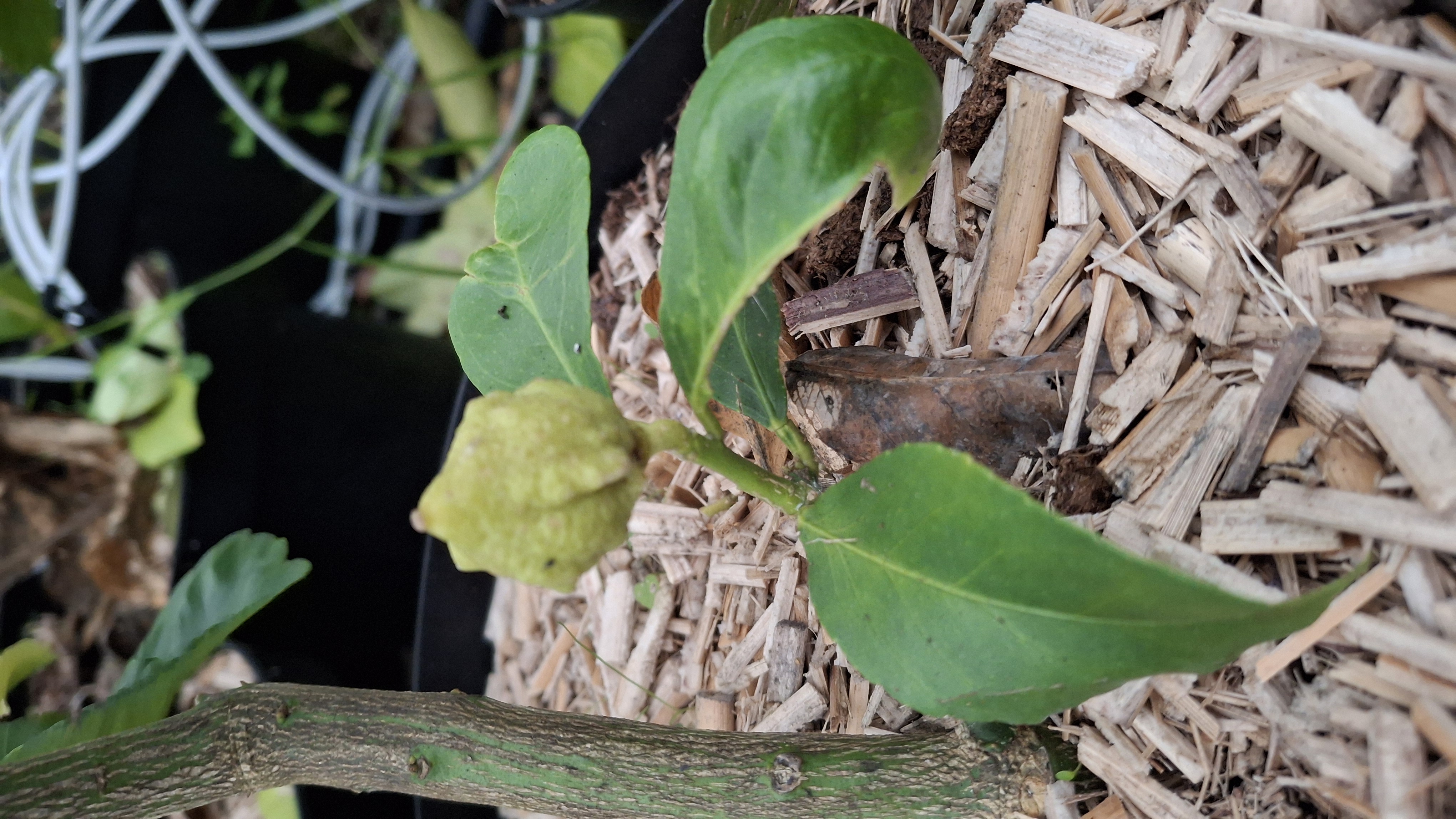 Citronnier 4 Saisons en pot de 7,5 litres