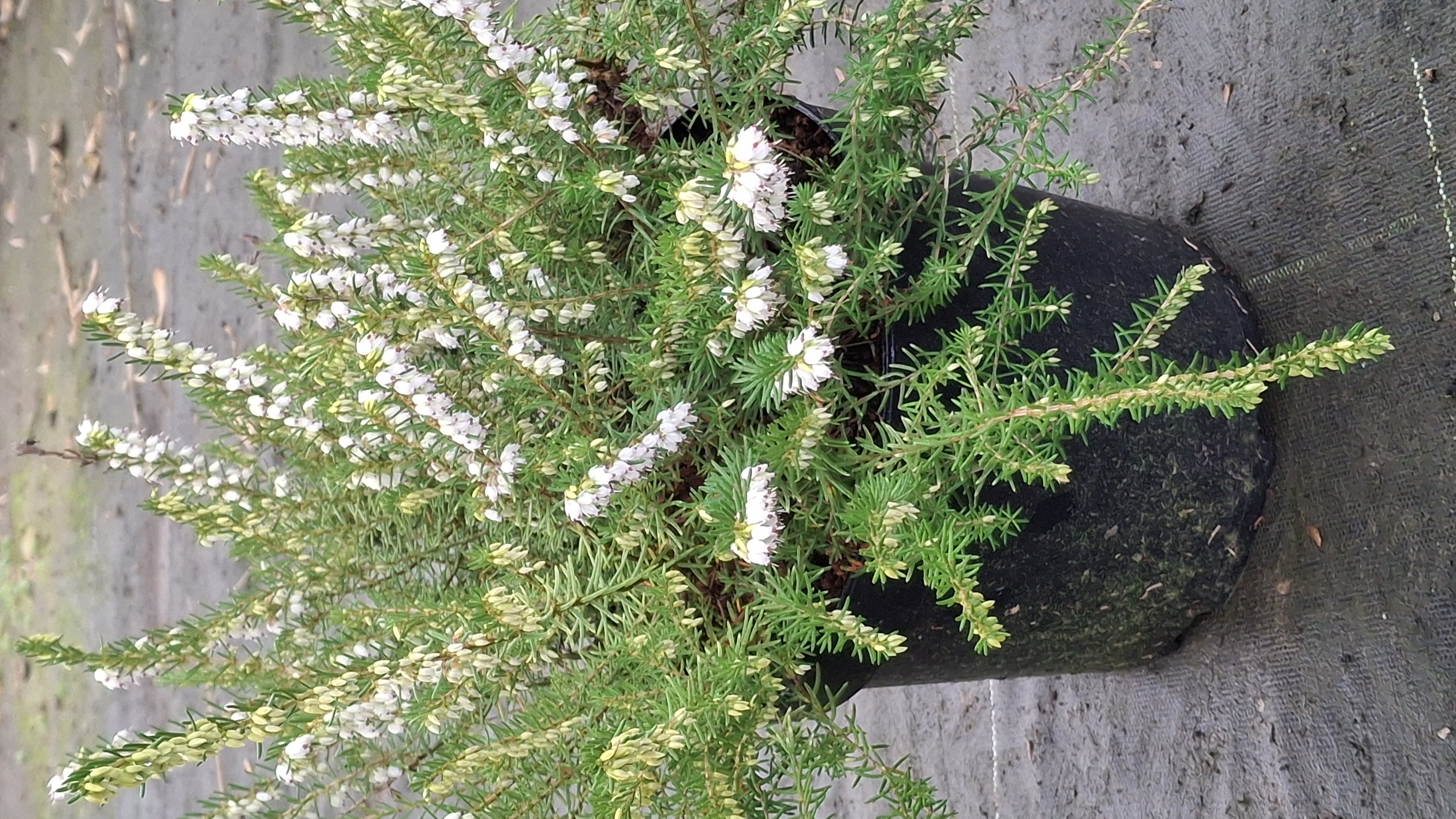 Bruyère d'hiver - Erica darleyensis Silberschmelze en pot de 5 litres