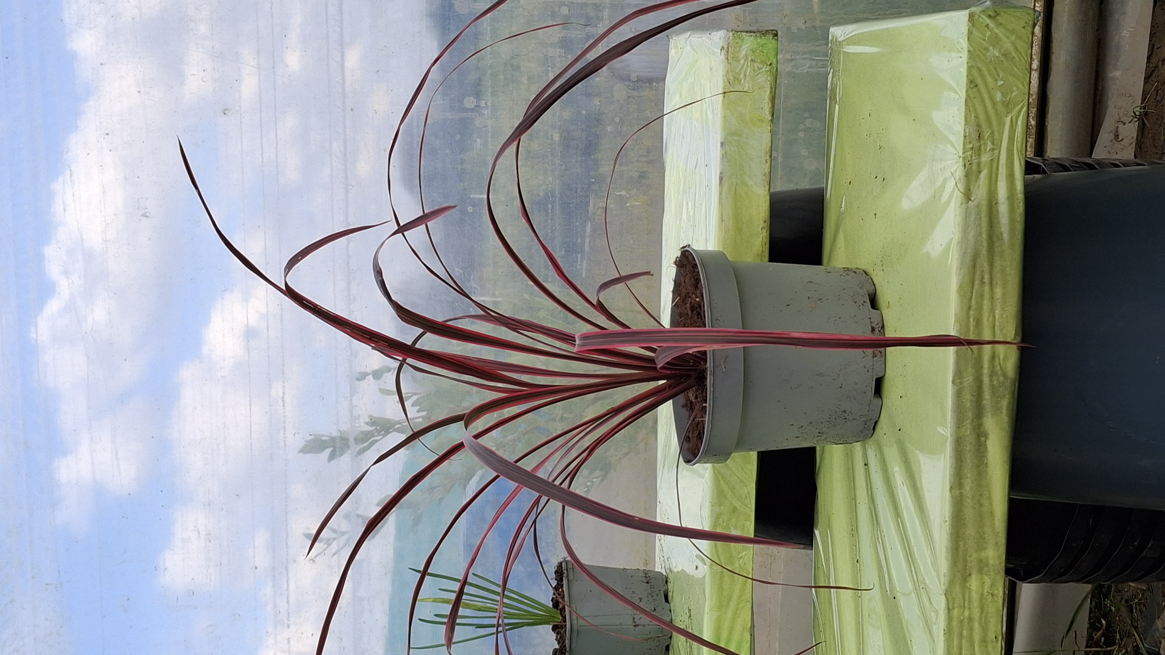 Cordyline 'Festival Raspberry' en pot de 3 litres