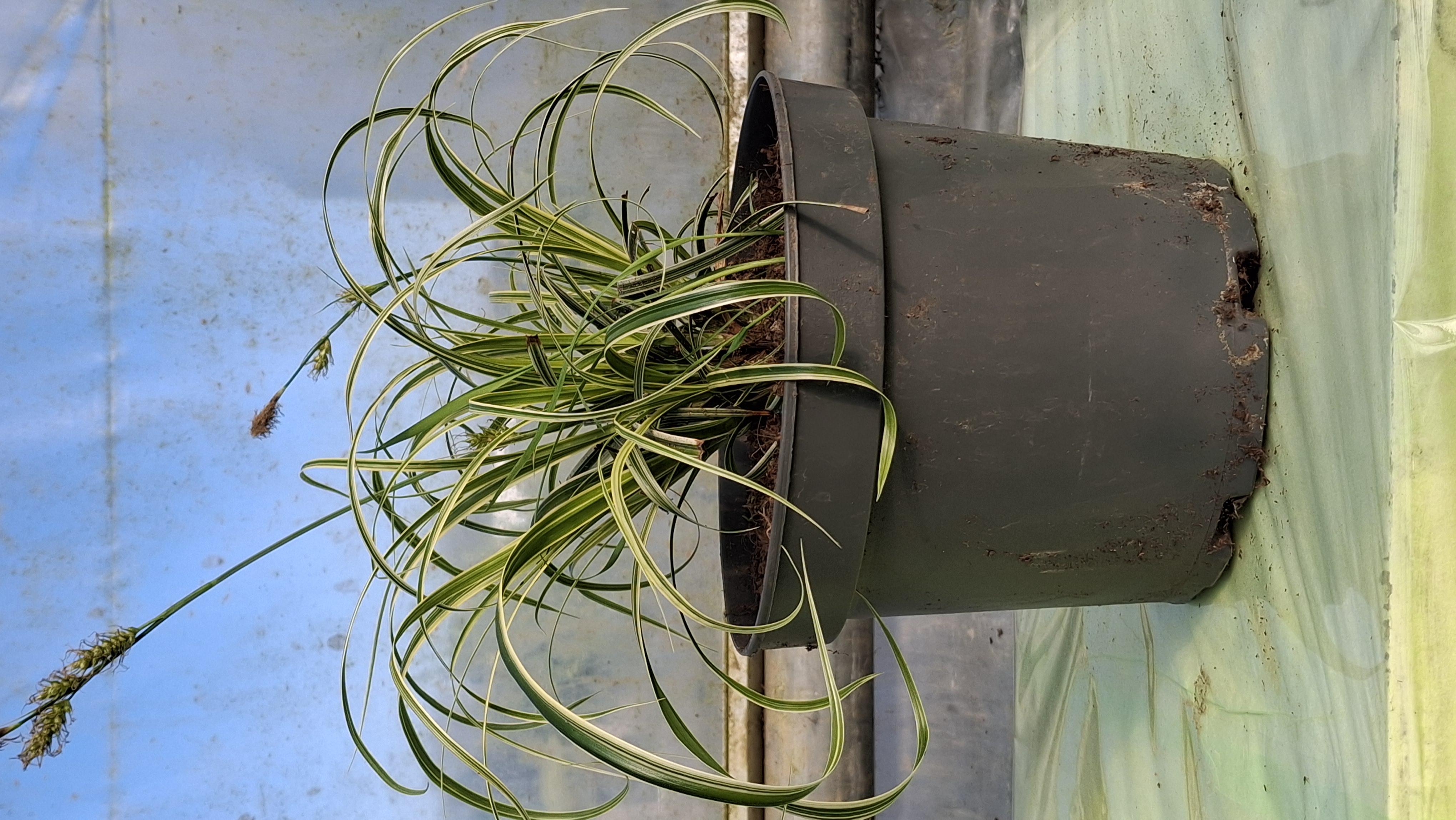 Carex oshimensis Feather Falls en pot de 3 litres