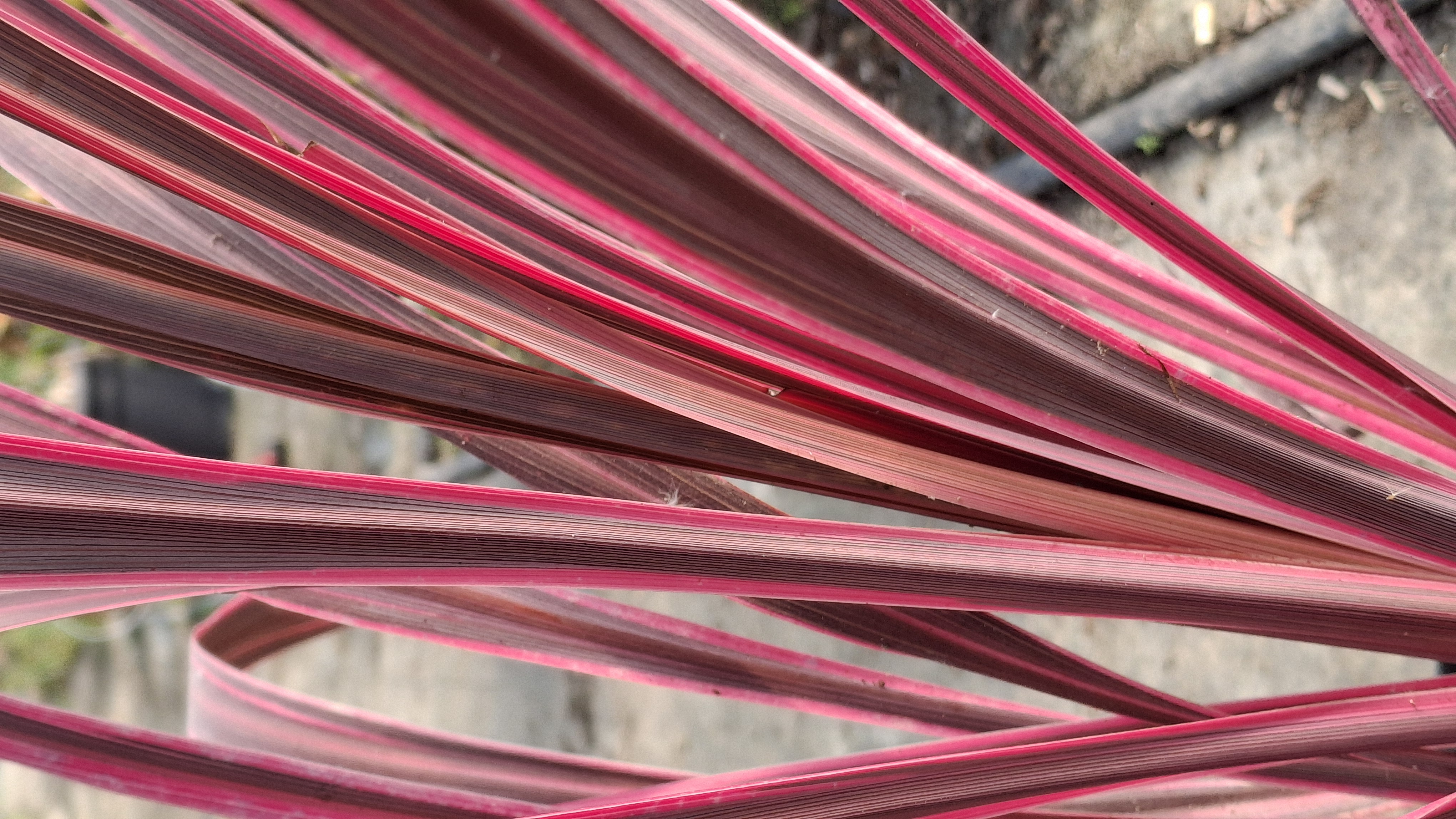 Cordyline australis 'Electric Pink' en pot de 7,5 litres