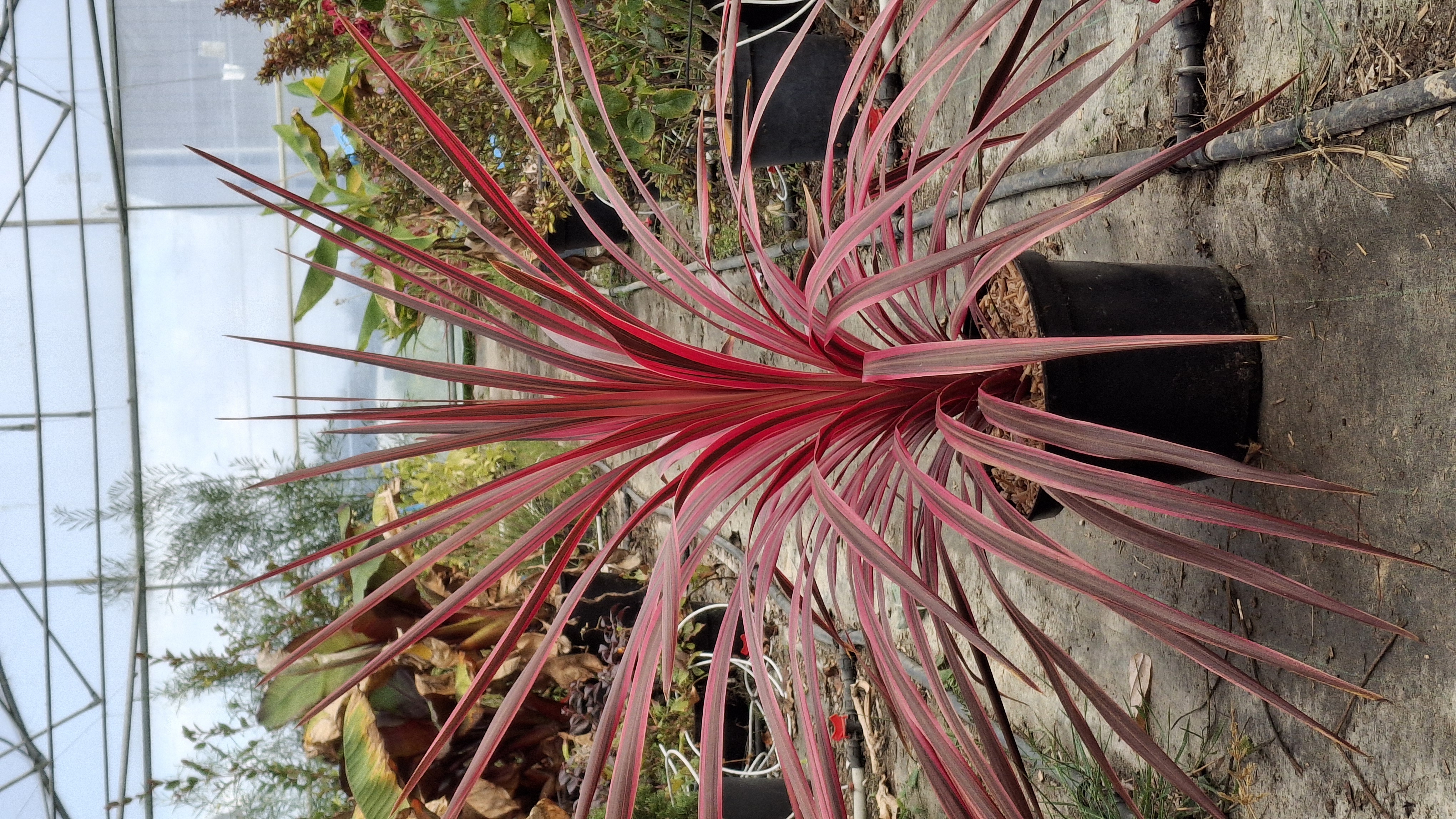 Cordyline cherry sensation en pot de 7,5 litres