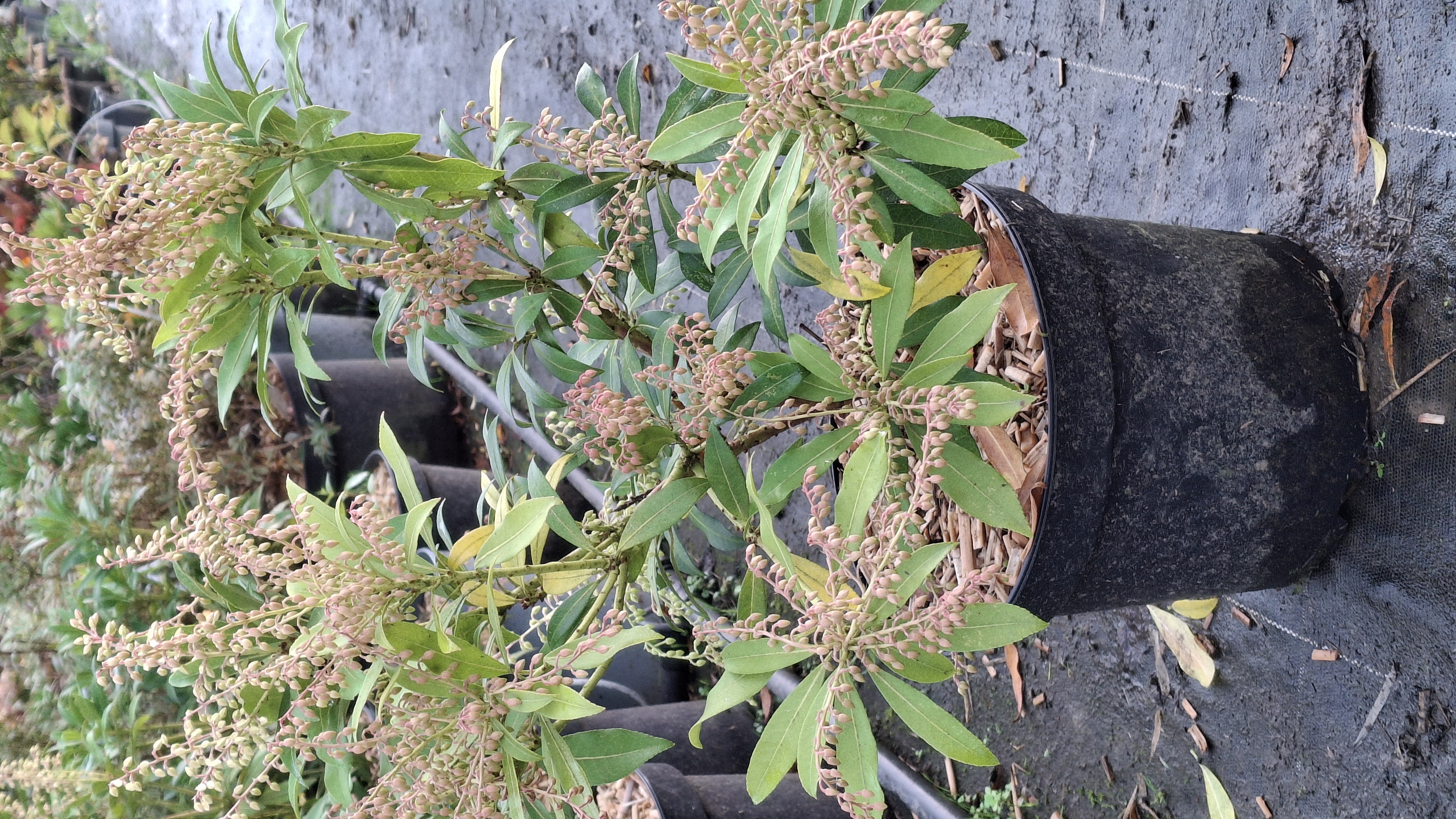 Pieris Forest Flame en pot de 7,5 litres