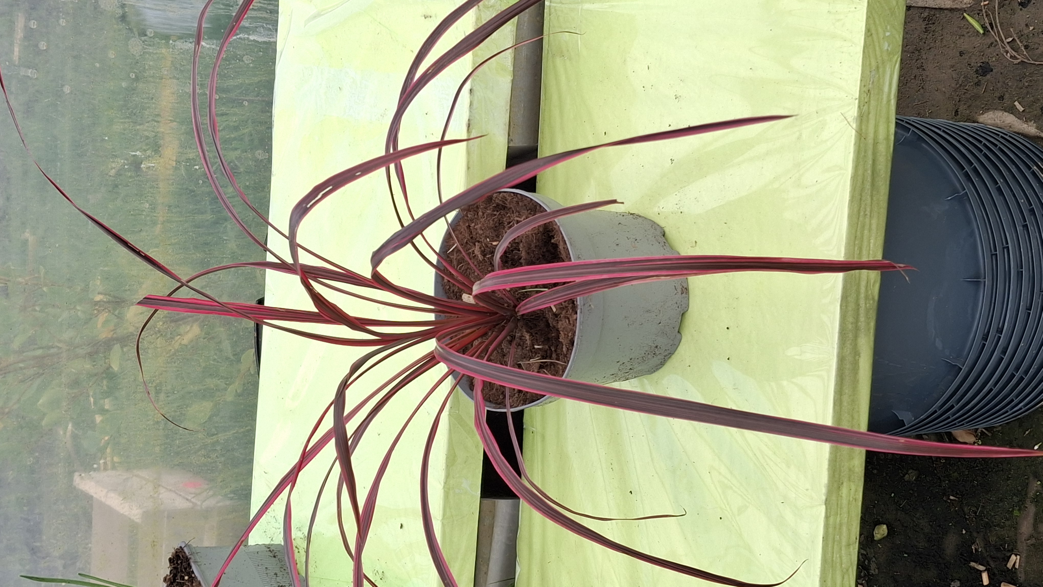 Cordyline 'Festival Raspberry' en pot de 3 litres