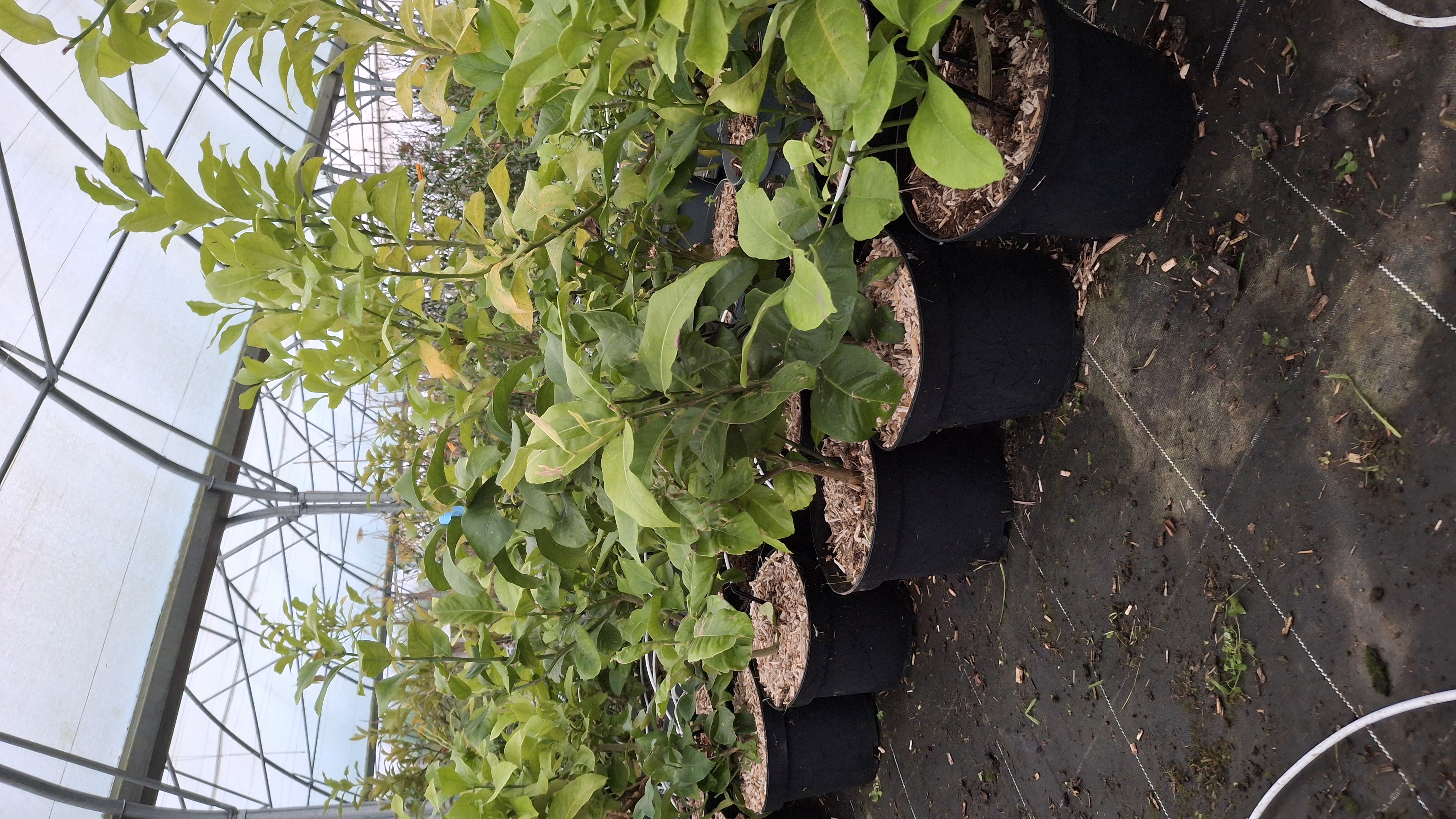 Citronnier 4 Saisons en pot de 7,5 litres