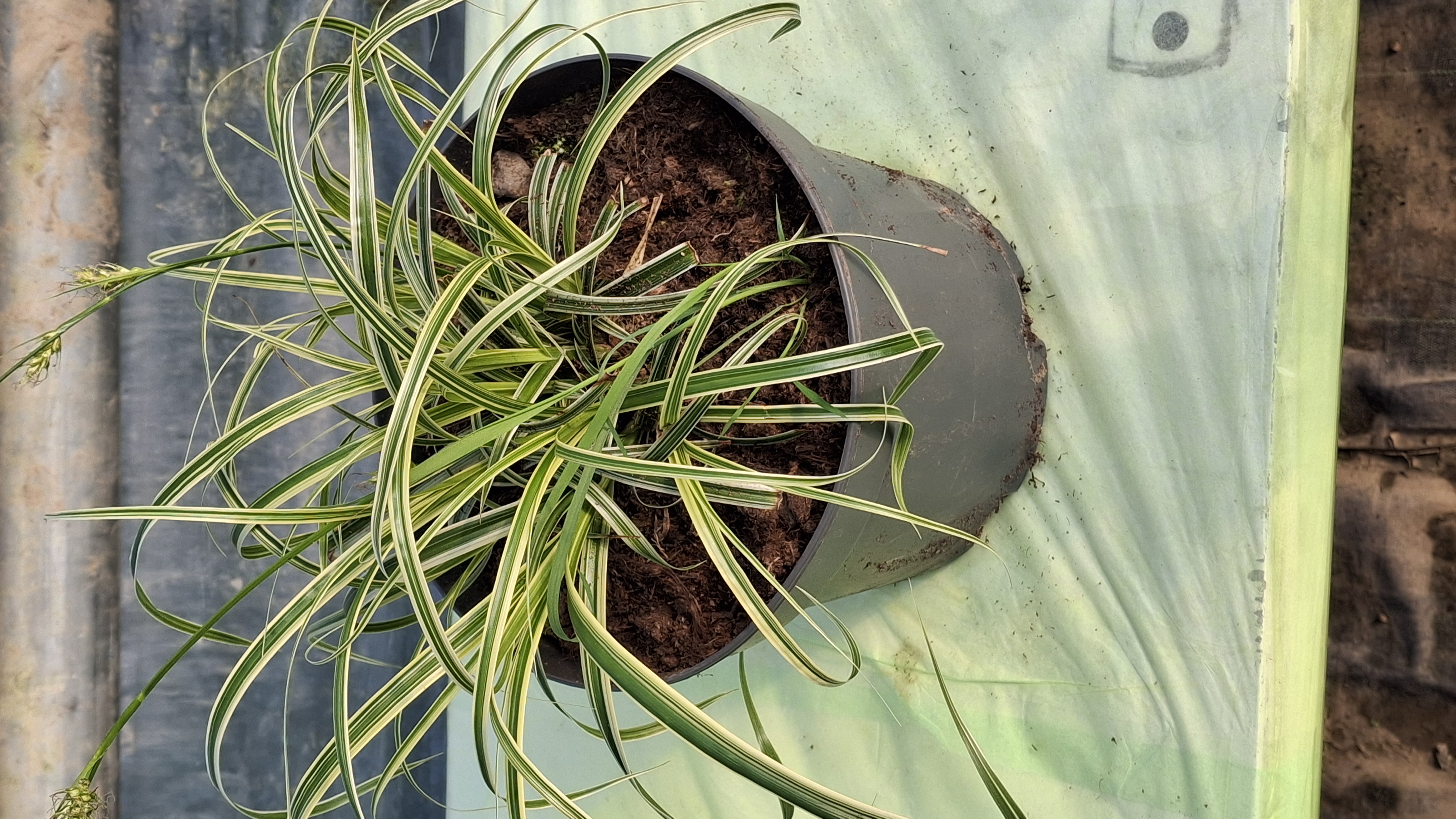 Carex oshimensis Feather Falls en pot de 3 litres