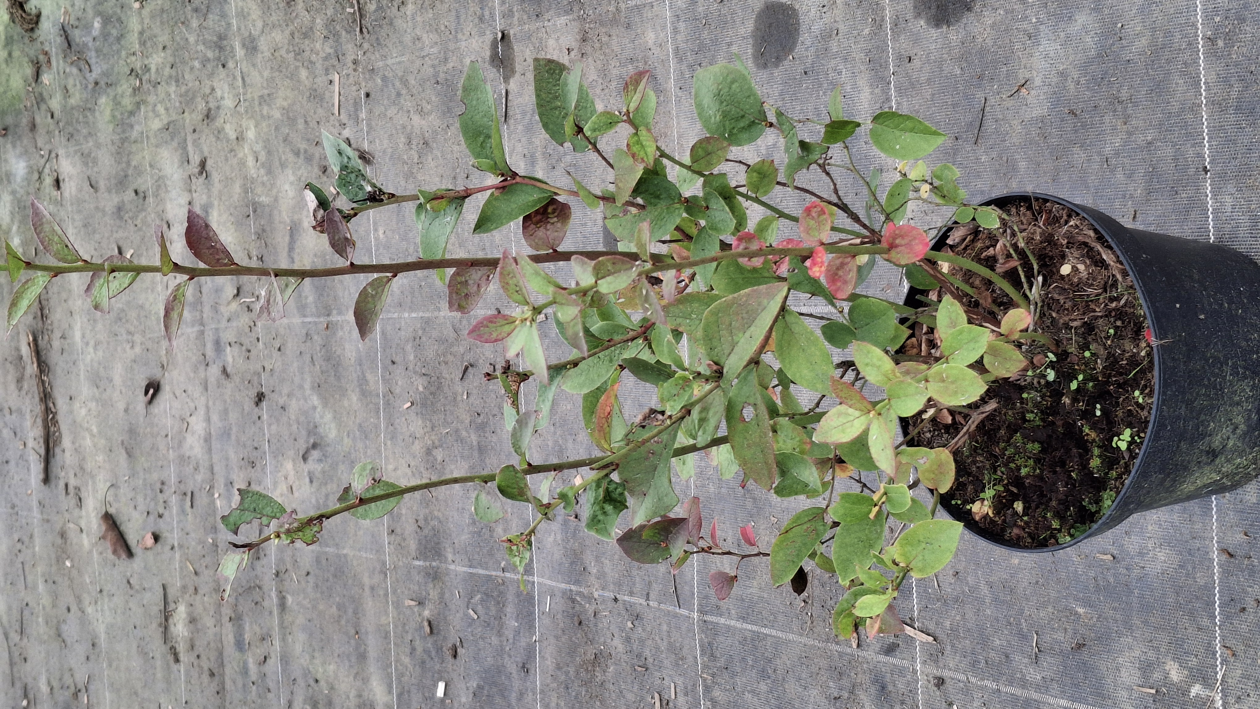 Myrtillier Blue Gold en pot de 3 litres