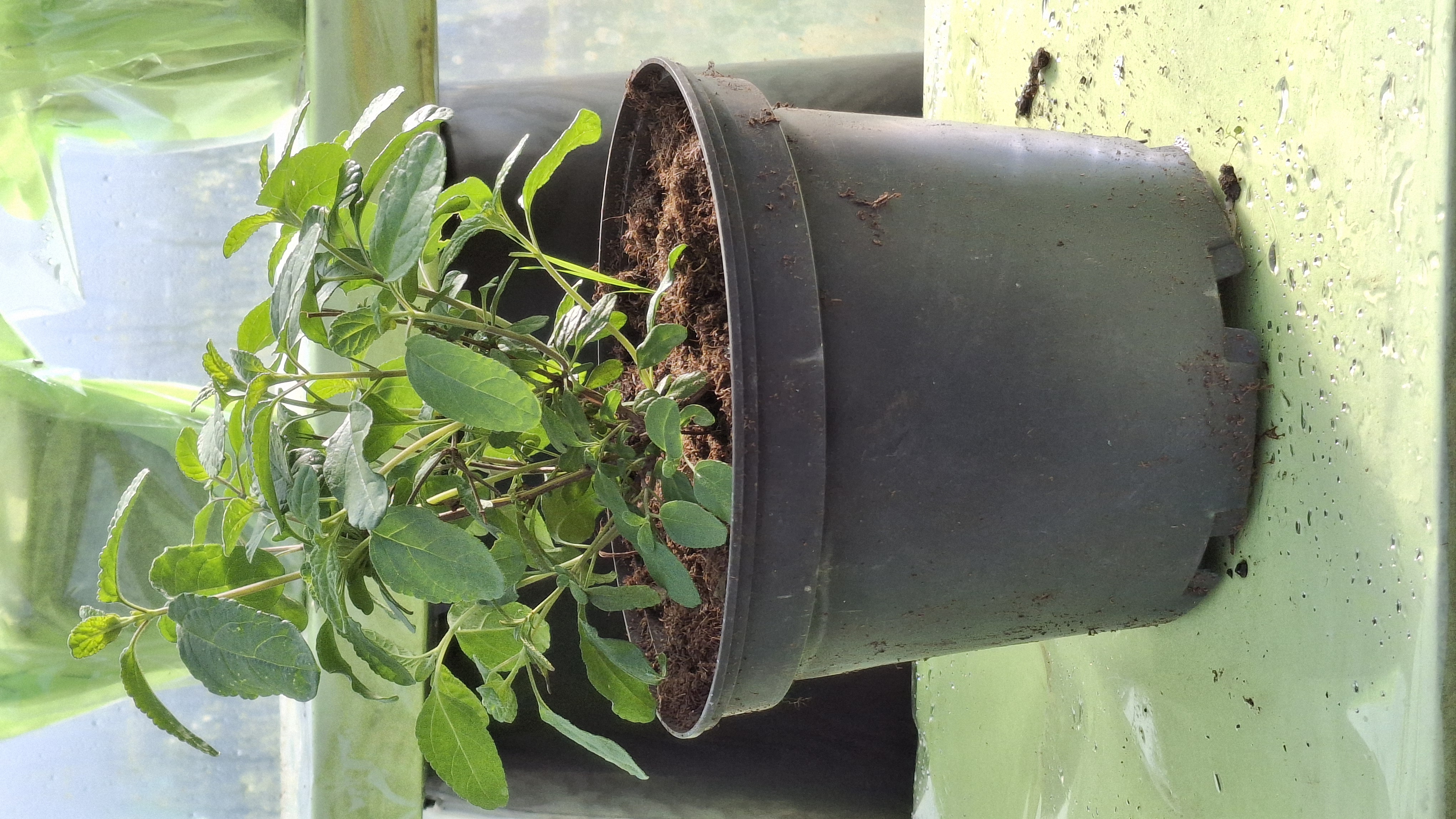 Sauge So Cool Purple en pot de 3 litres