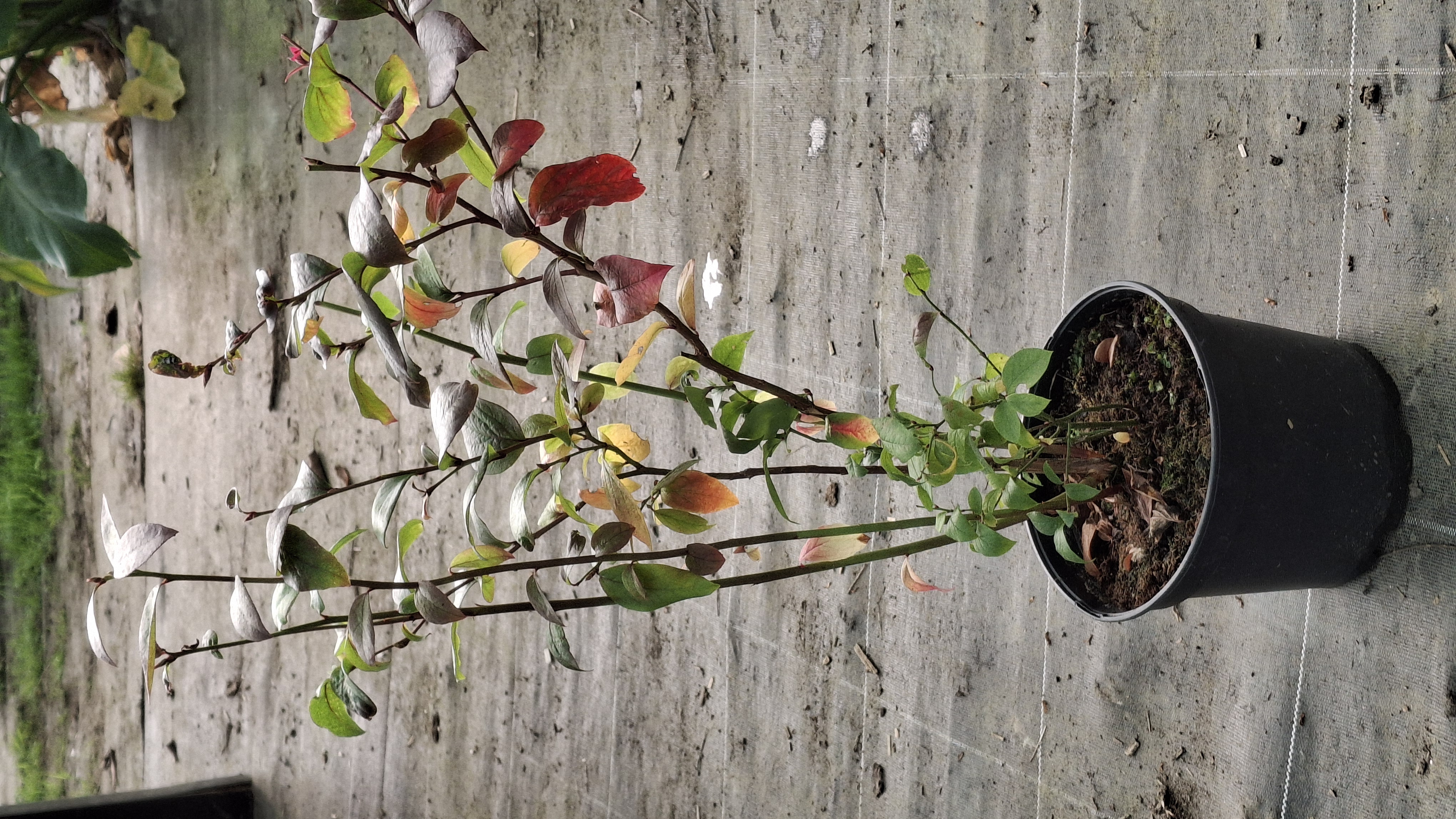 Myrtillier Spartan en pot de 3 litres