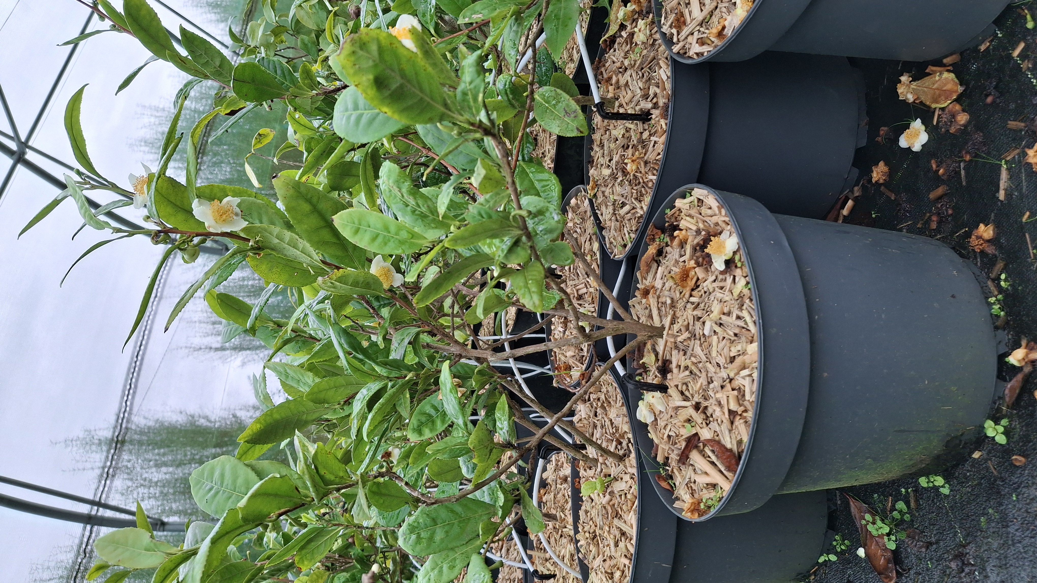 Arbre à thé en pot de 7,5 litres