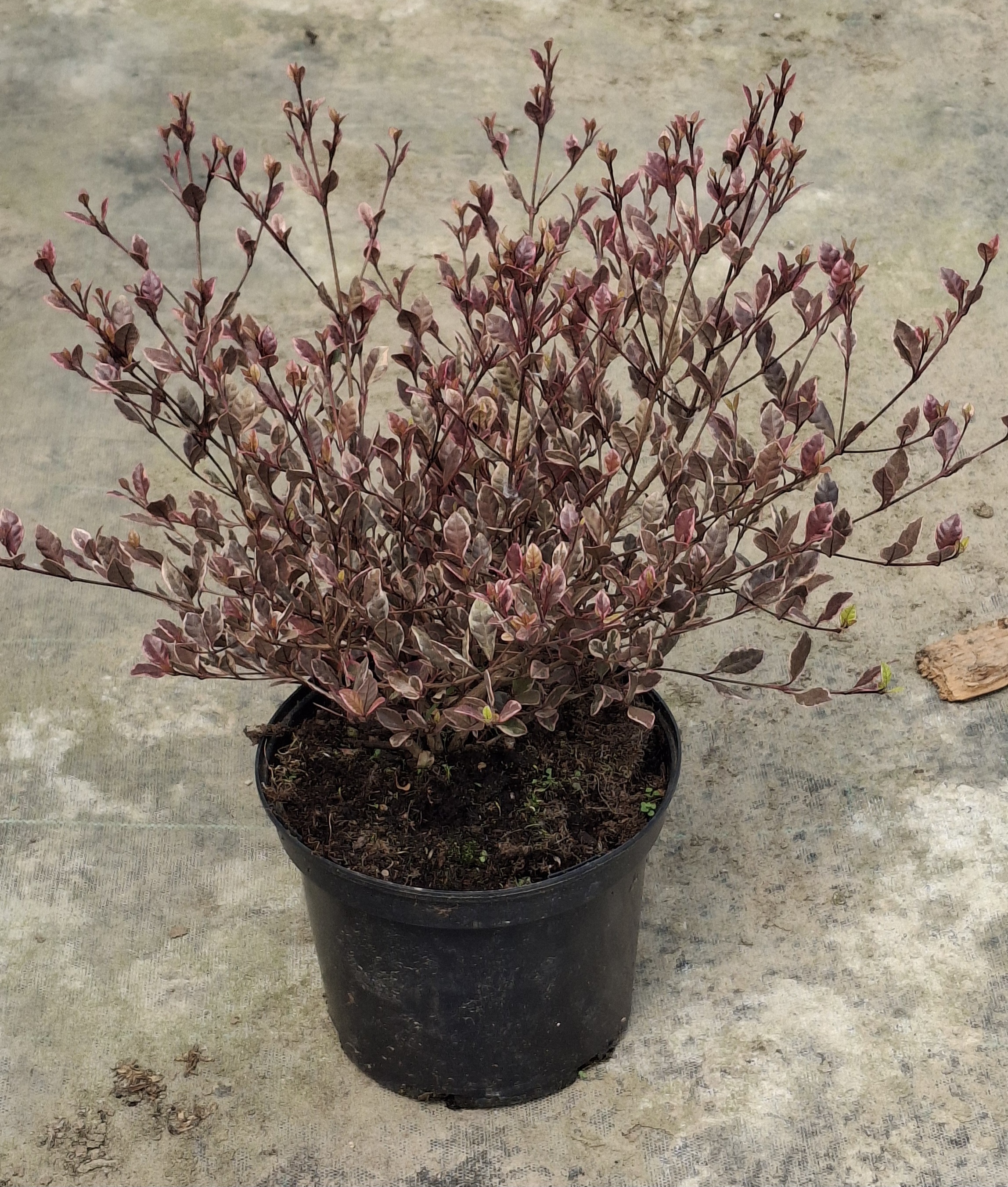 Lophomyrtus 'Golden Dragon' en pot de 3 litres
