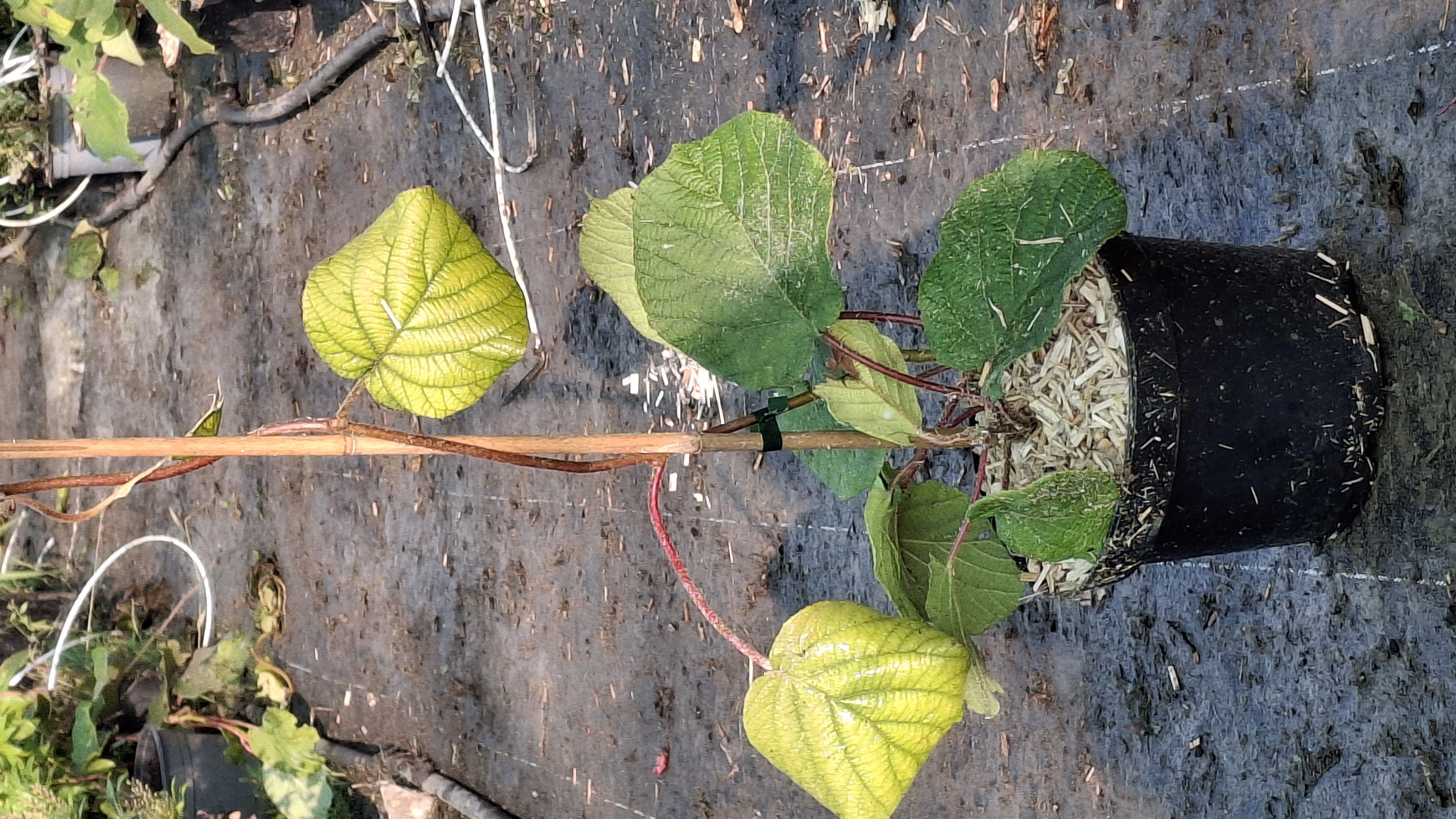 Actinidia deliciosa 'Hayward' en pot de 5 litres