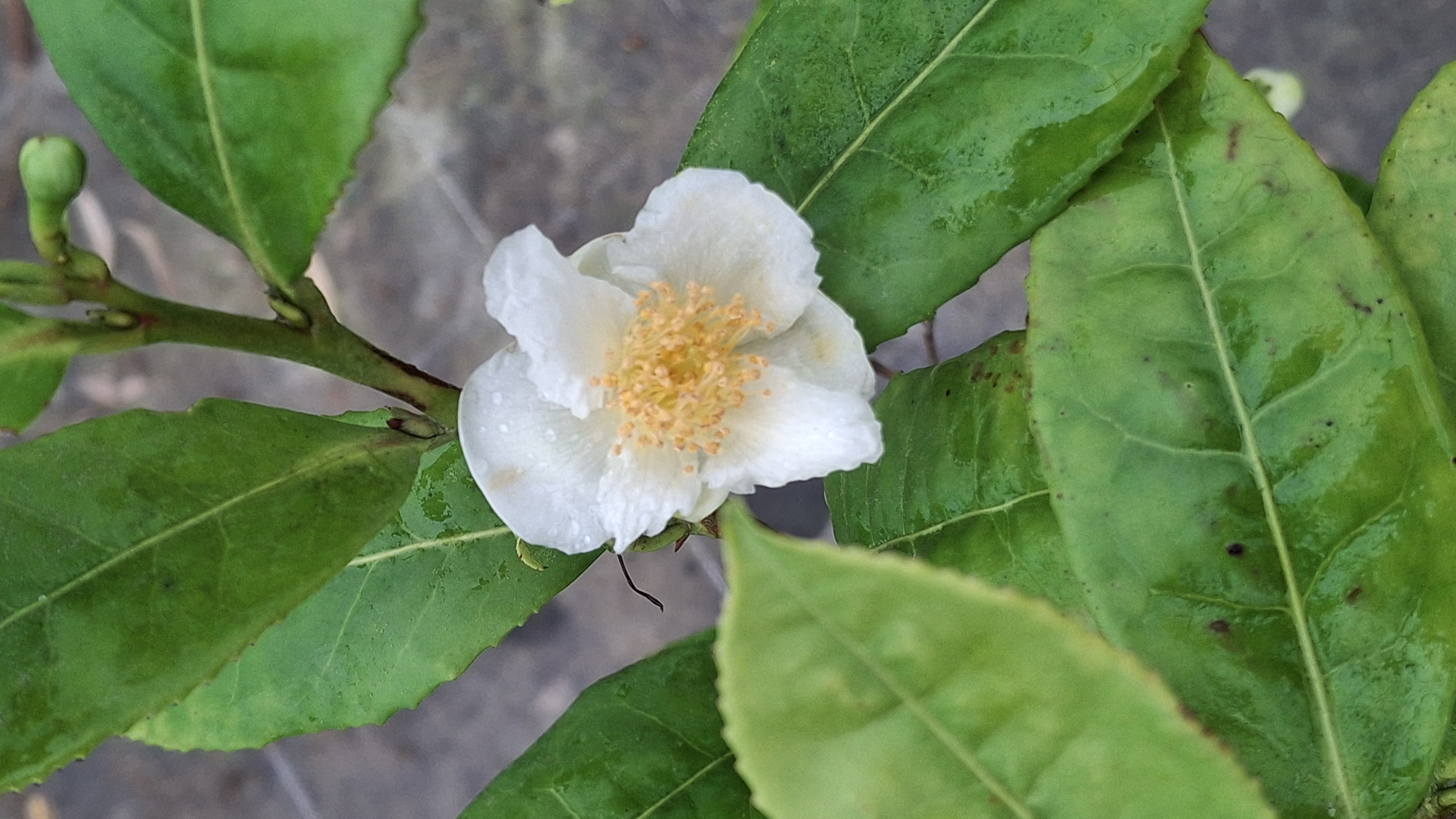 Arbre à thé en pot de 7,5 litres