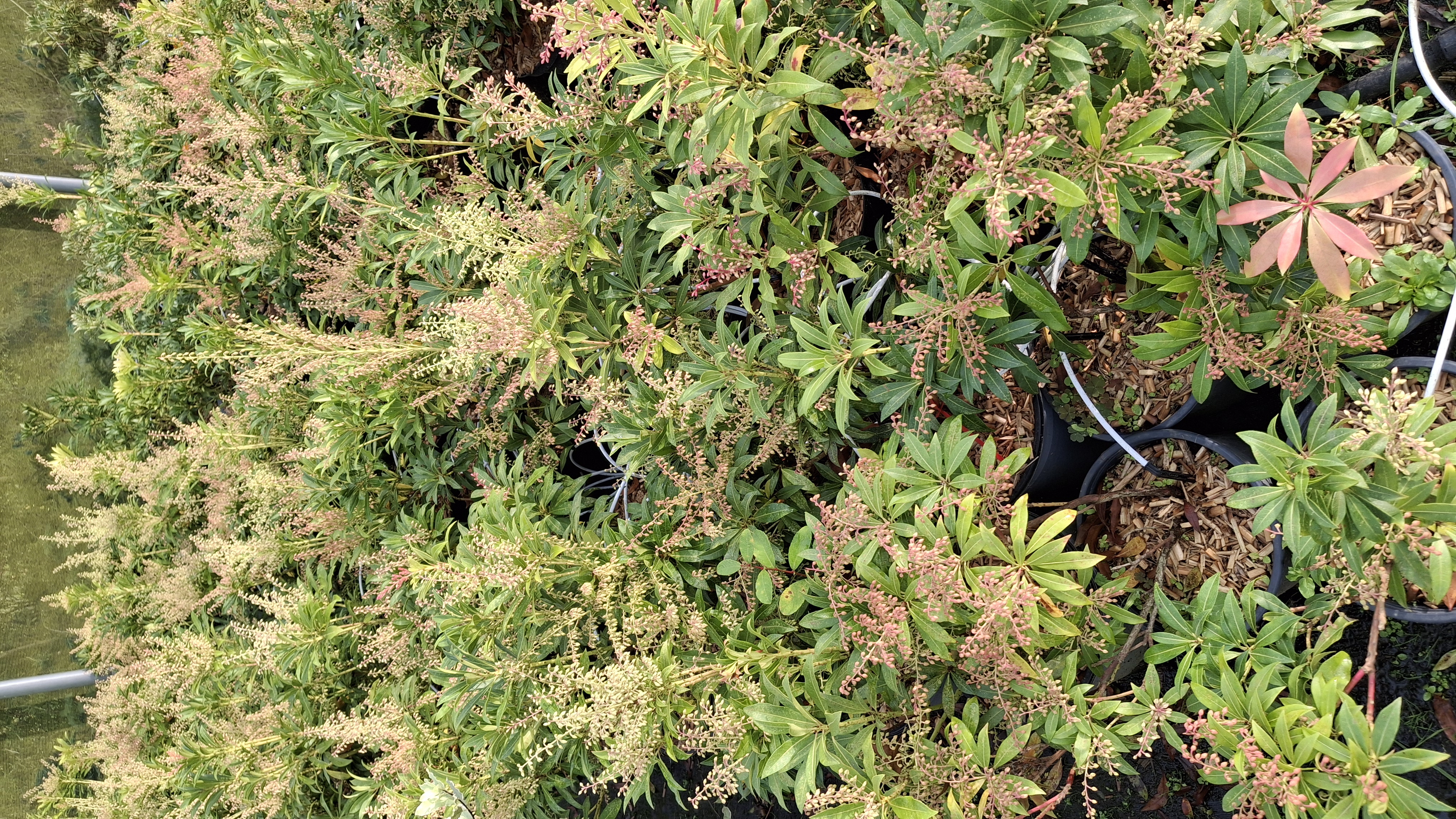 Pieris Forest Flame en pot de 7,5 litres