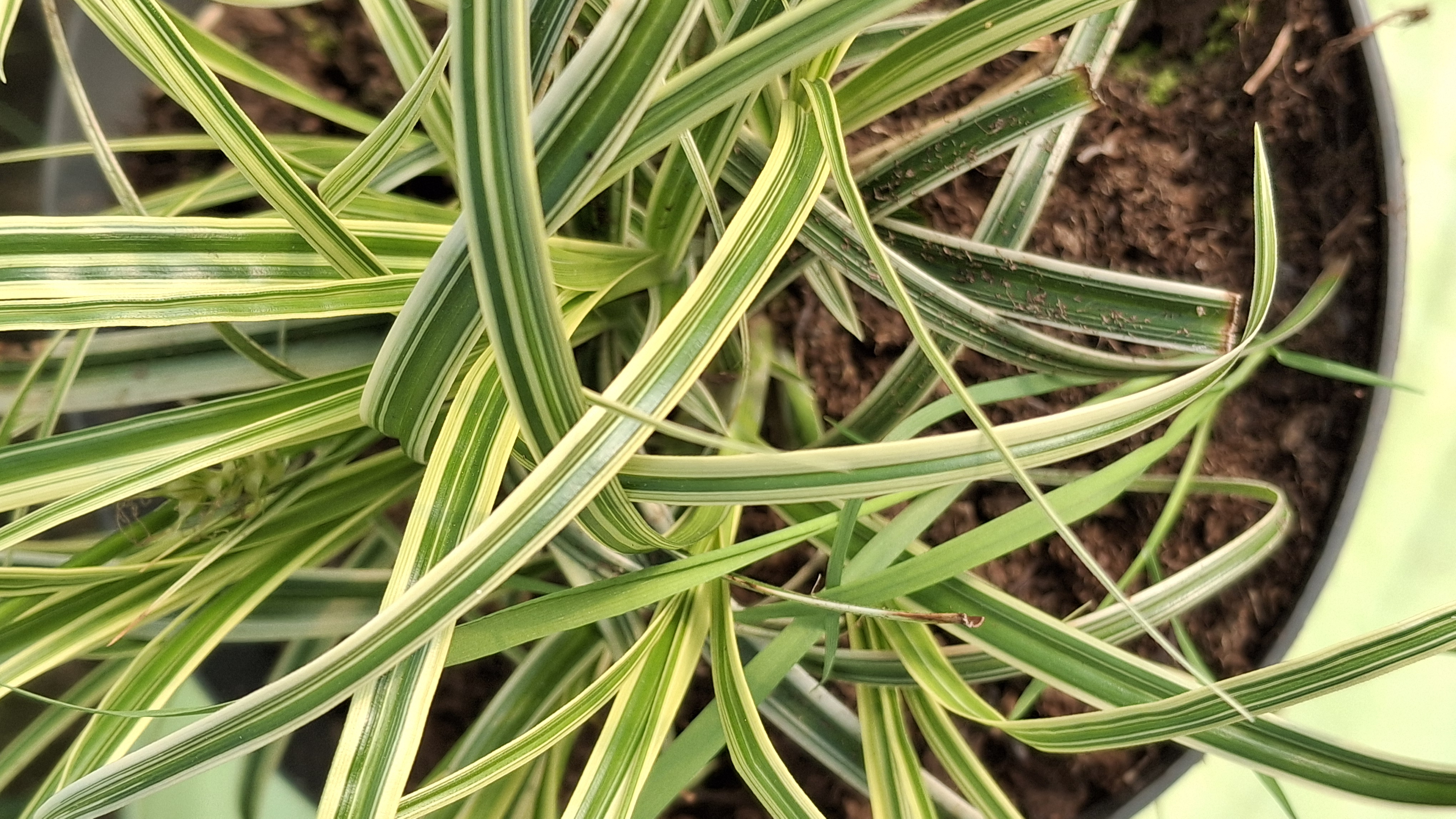 Carex oshimensis Feather Falls en pot de 3 litres