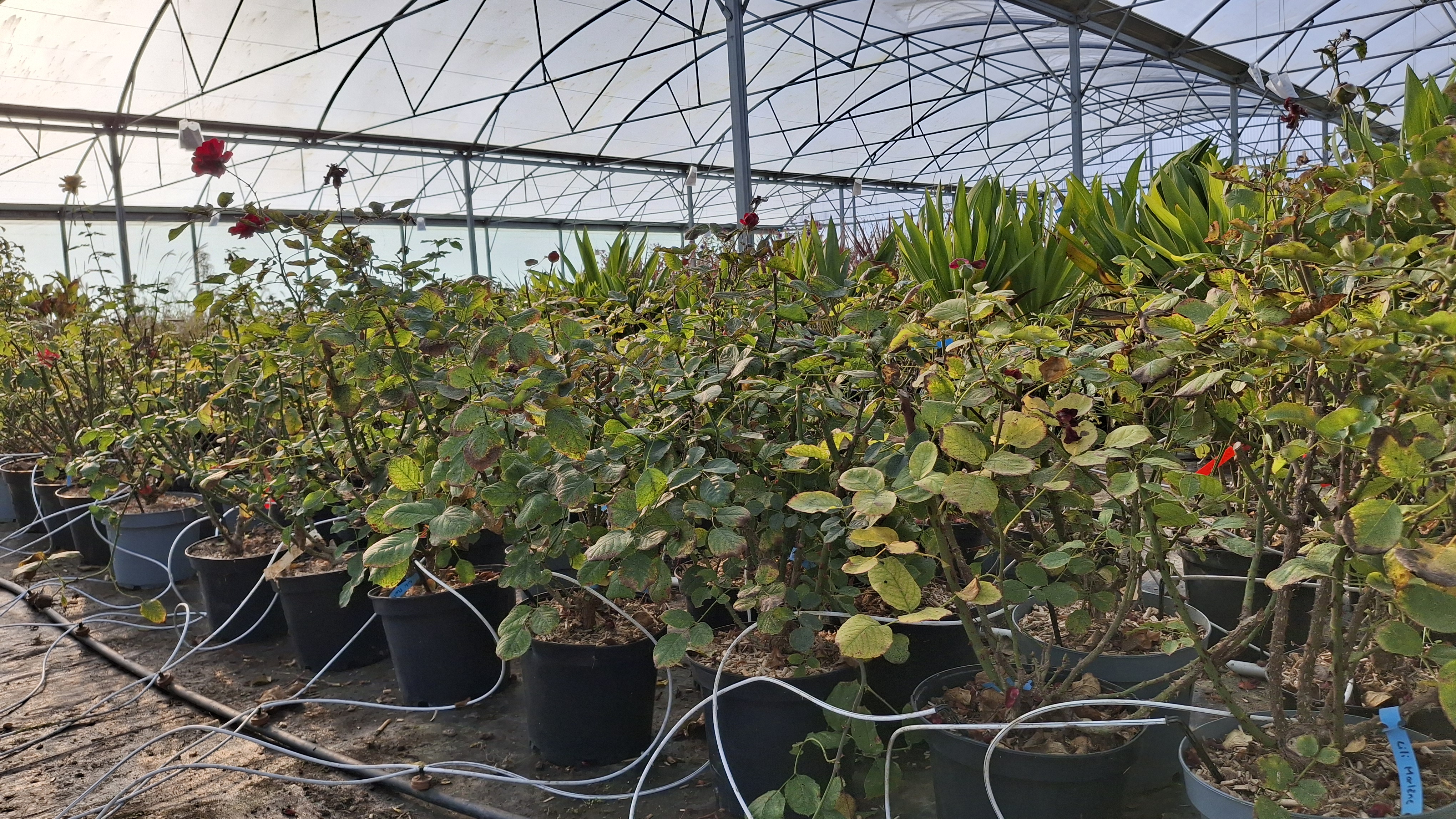 Rosier Lili Marlène en pot de 7,5 litres