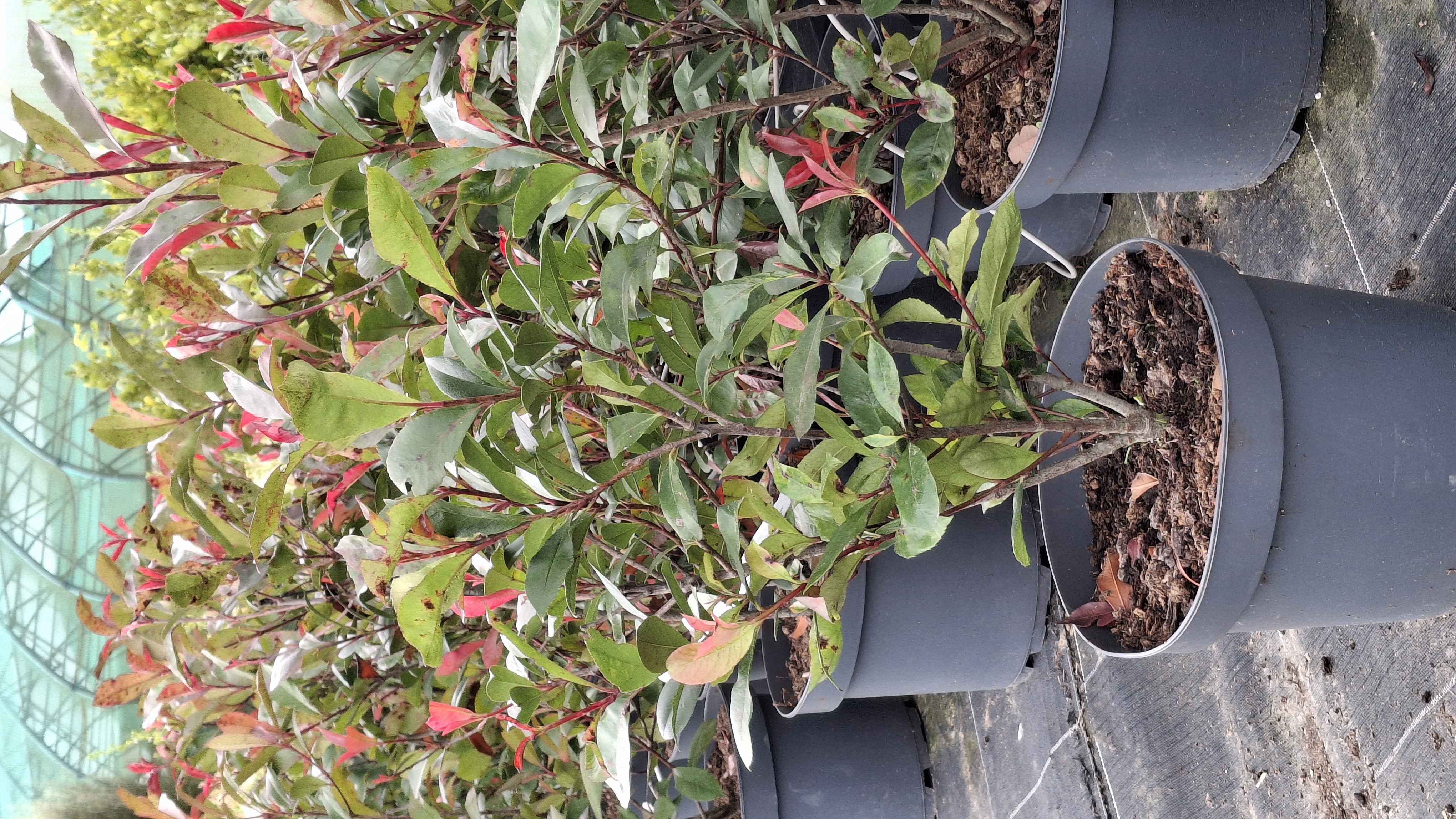 Photinia Carré Rouge