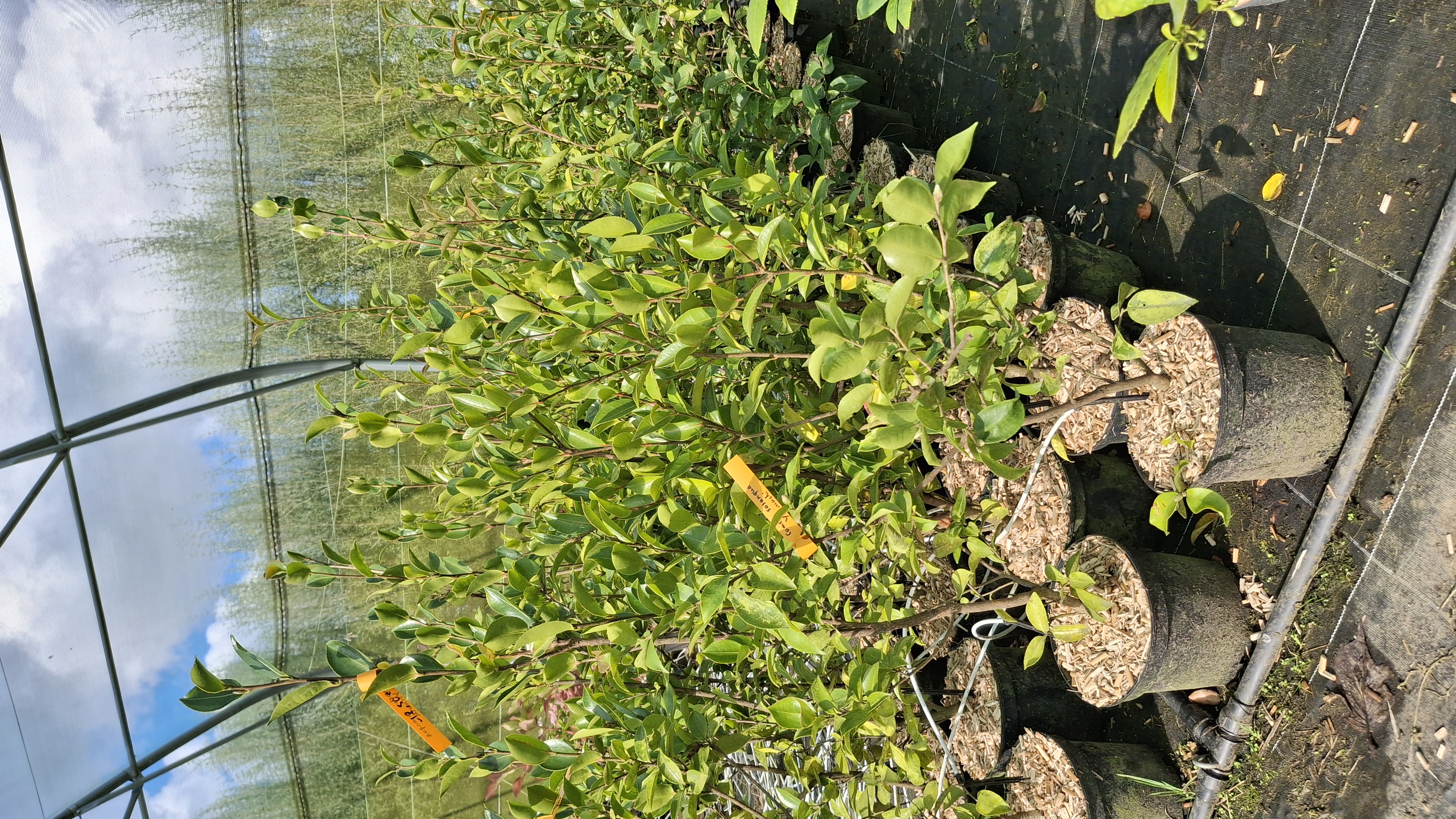 Camelia sasanqua Yoimachi en pot de 5 litres