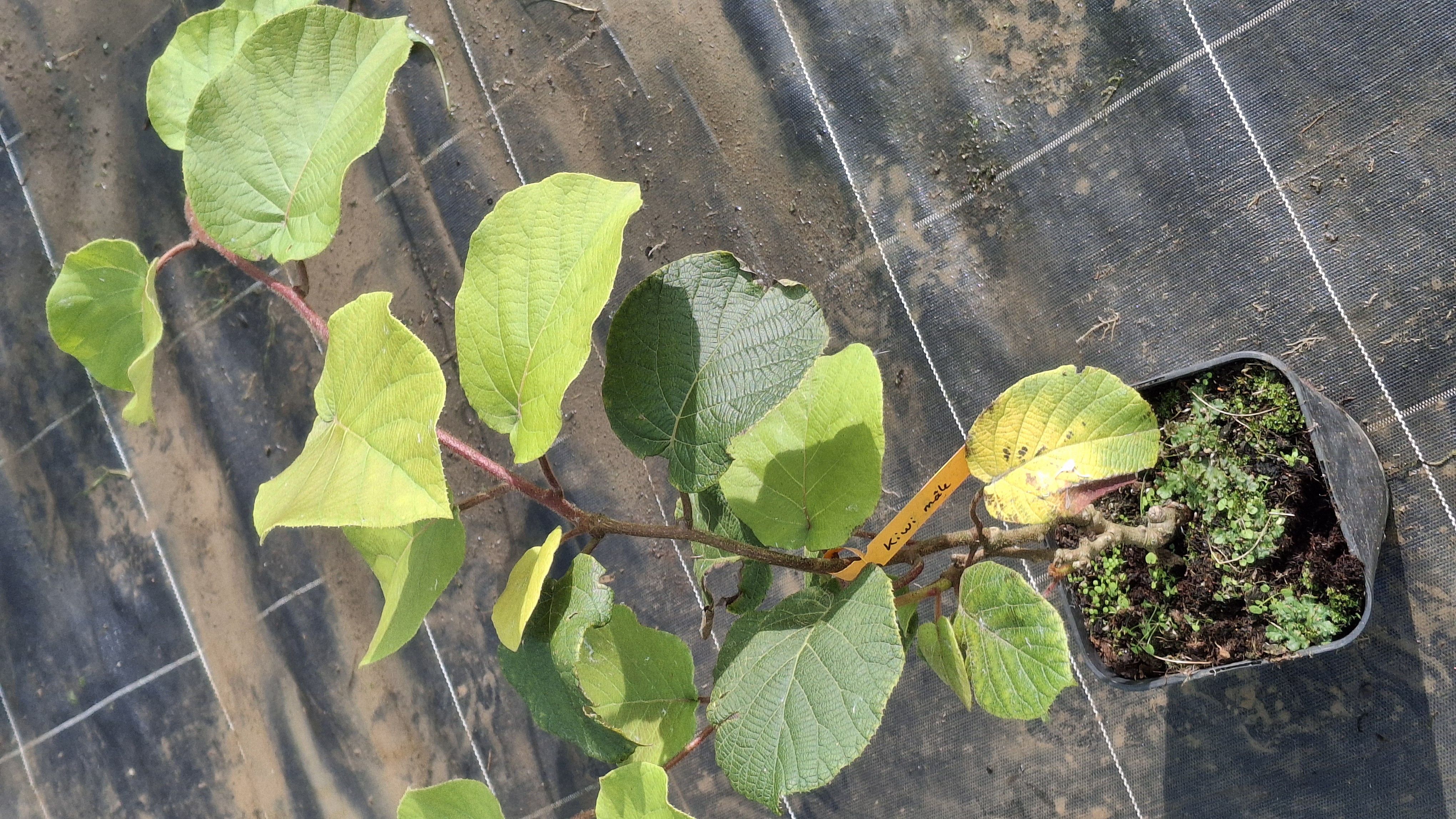 Actinidia deliciosa Tomuri en pot de 5 litres