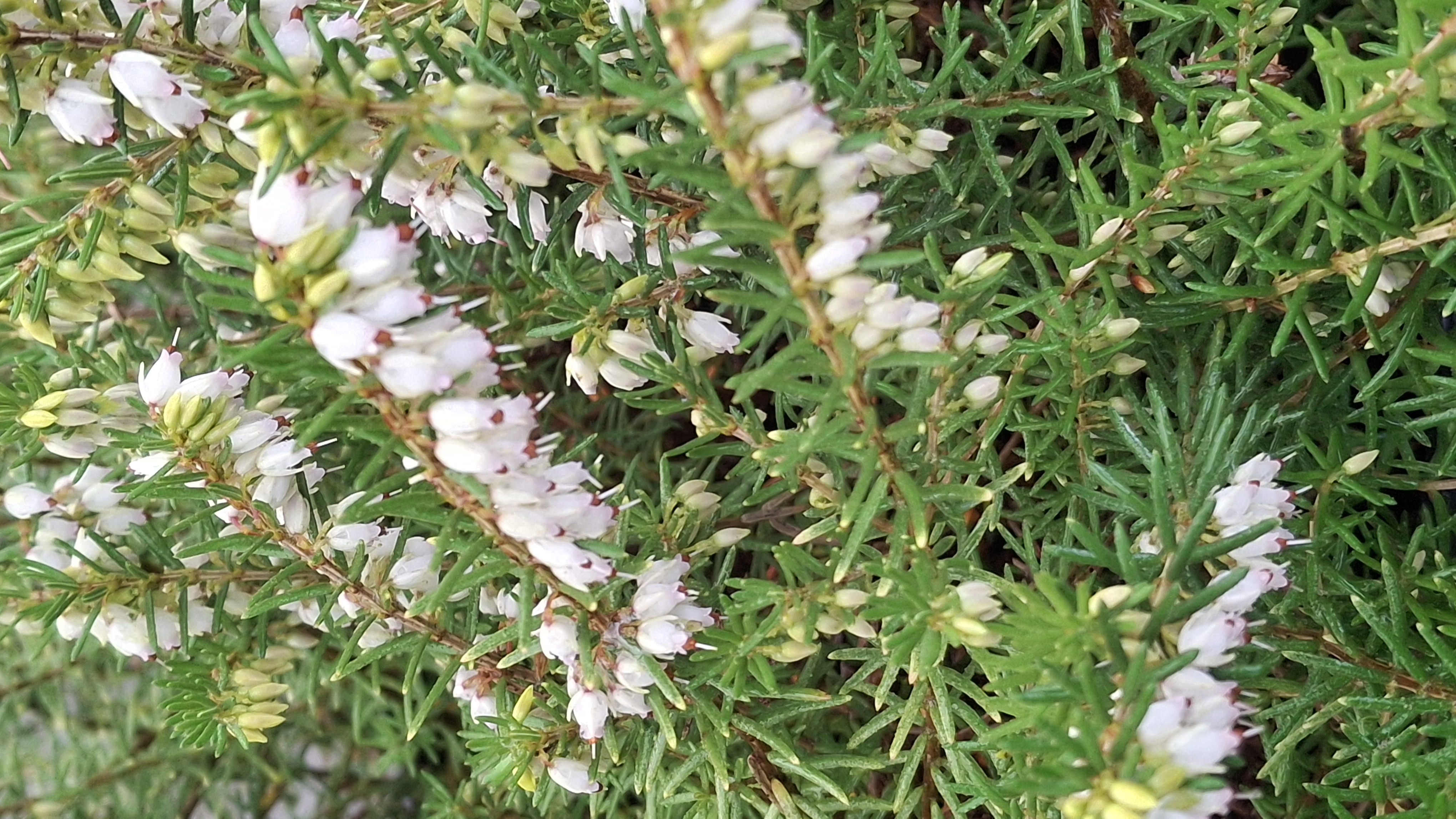 Bruyère d'hiver - Erica darleyensis Silberschmelze en pot de 5 litres