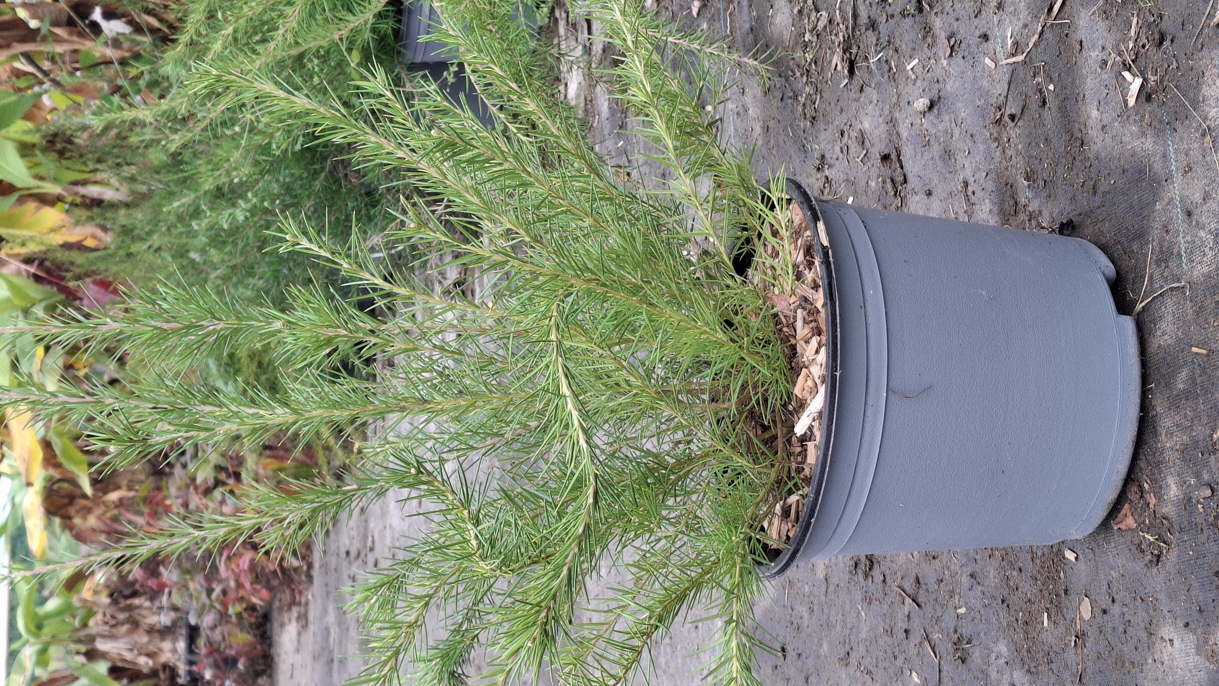 Grevillea juniperina en pot de 5 litres