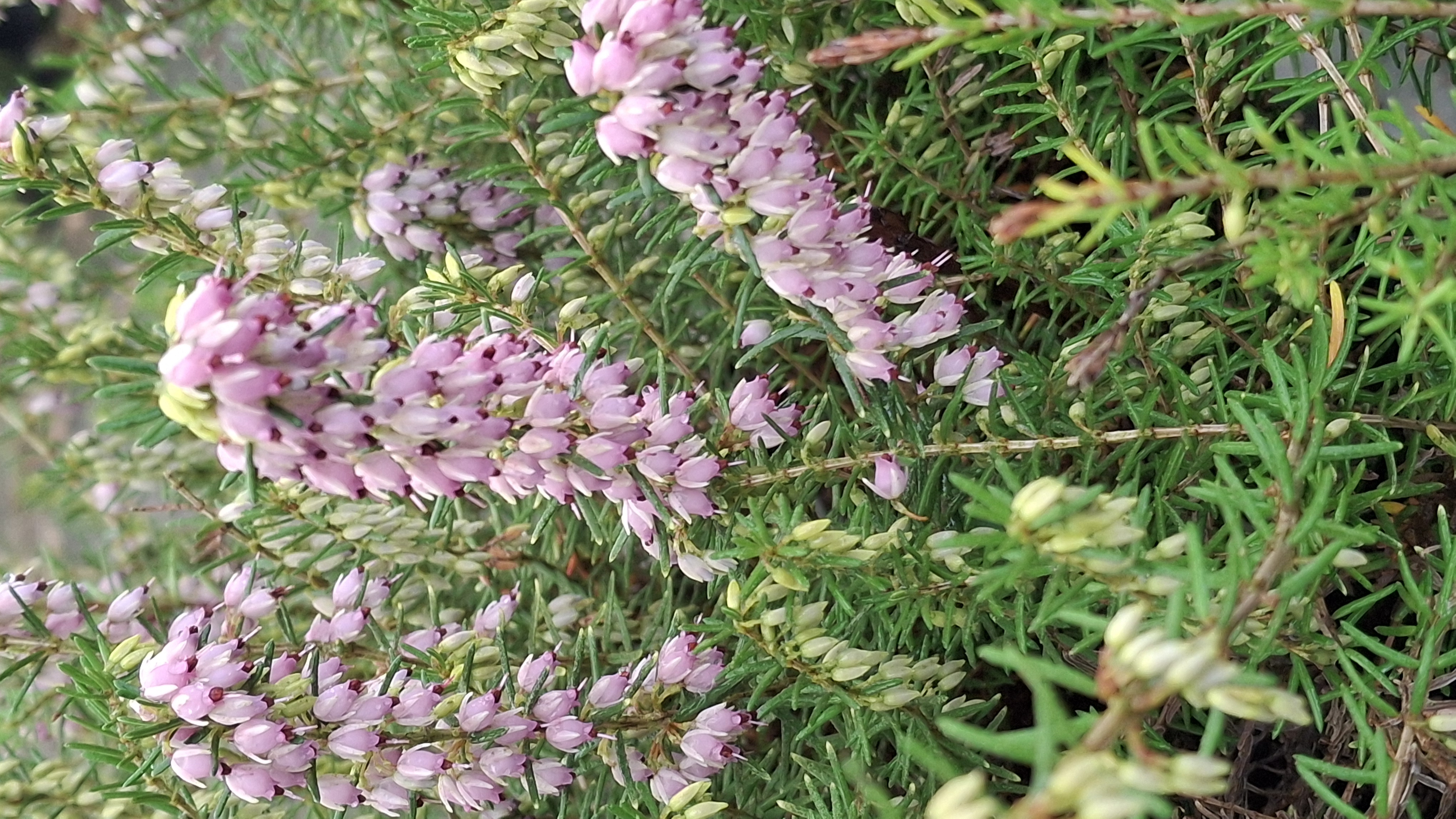 Bruyère d'hiver - Erica darleyensis Darley Dale en pot de 5 litres