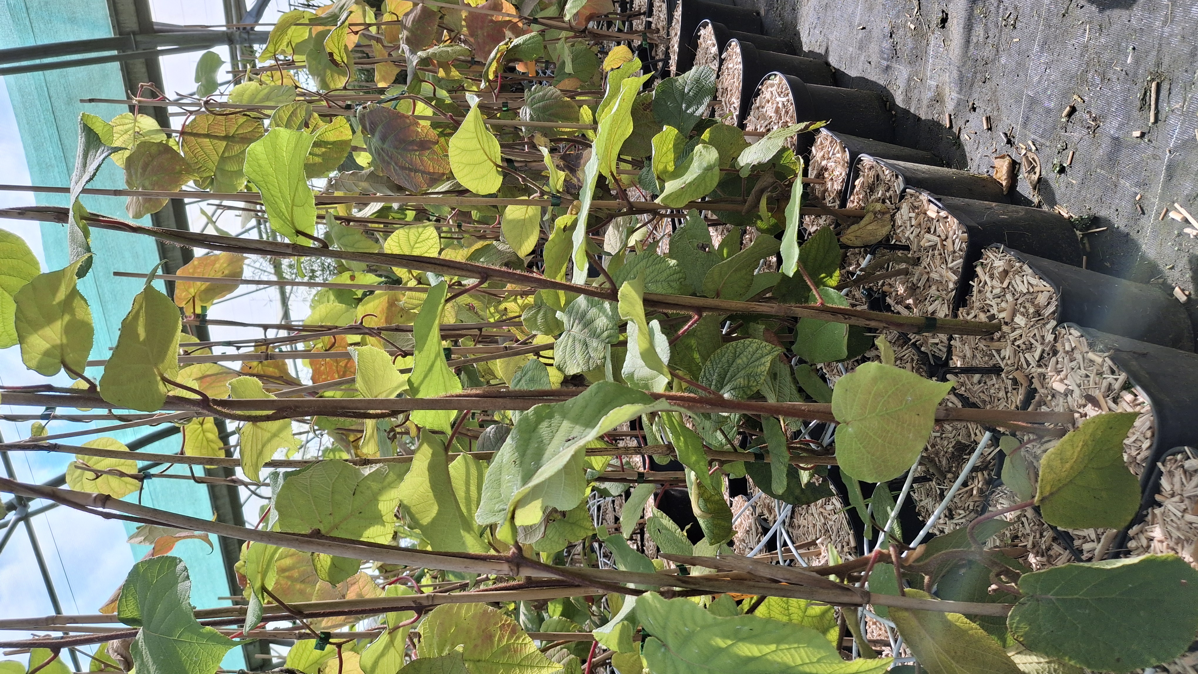 Actinidia deliciosa Tomuri en pot de 5 litres