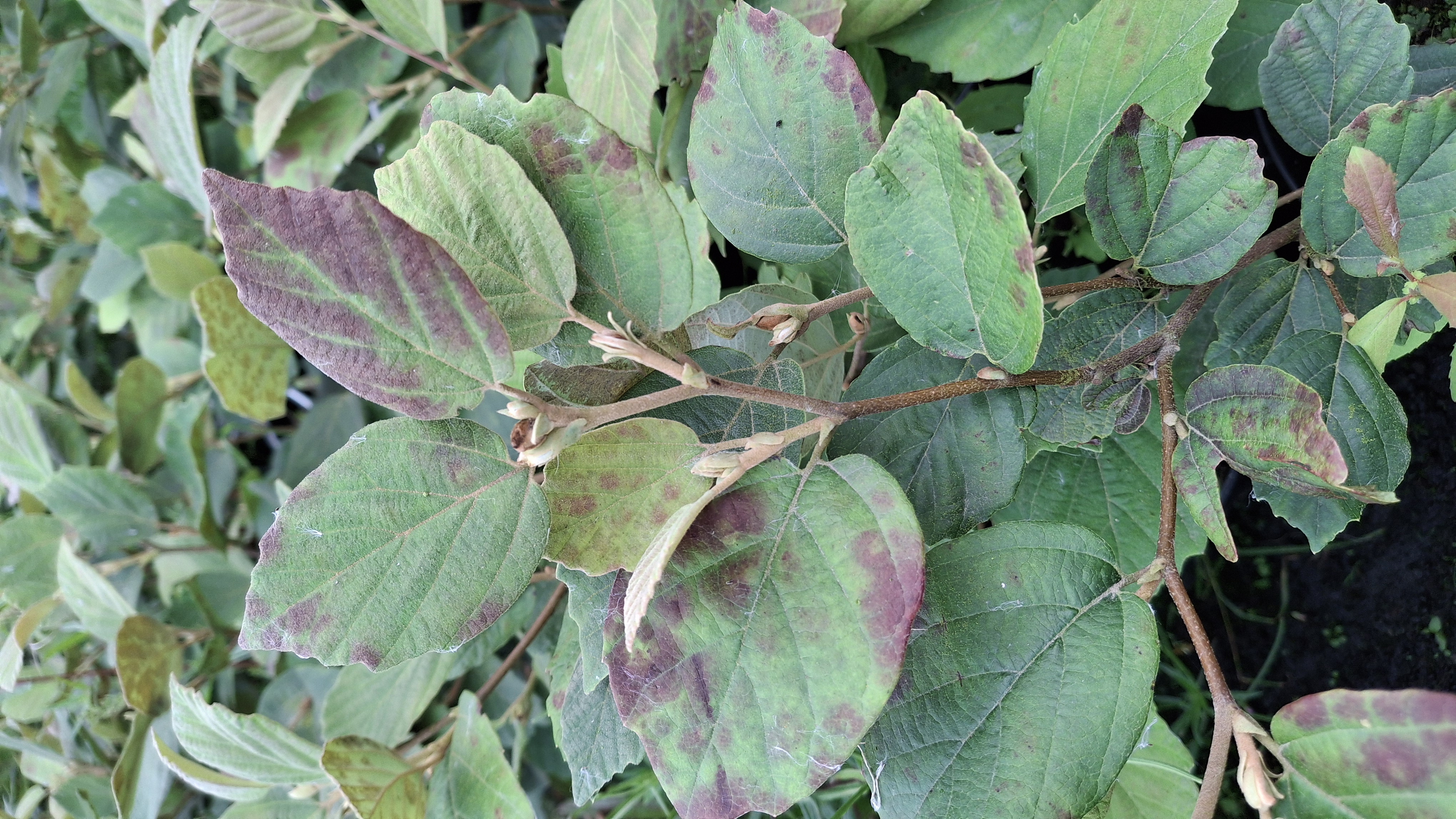 Fothergilla Mount Airy en pot de 5 litres