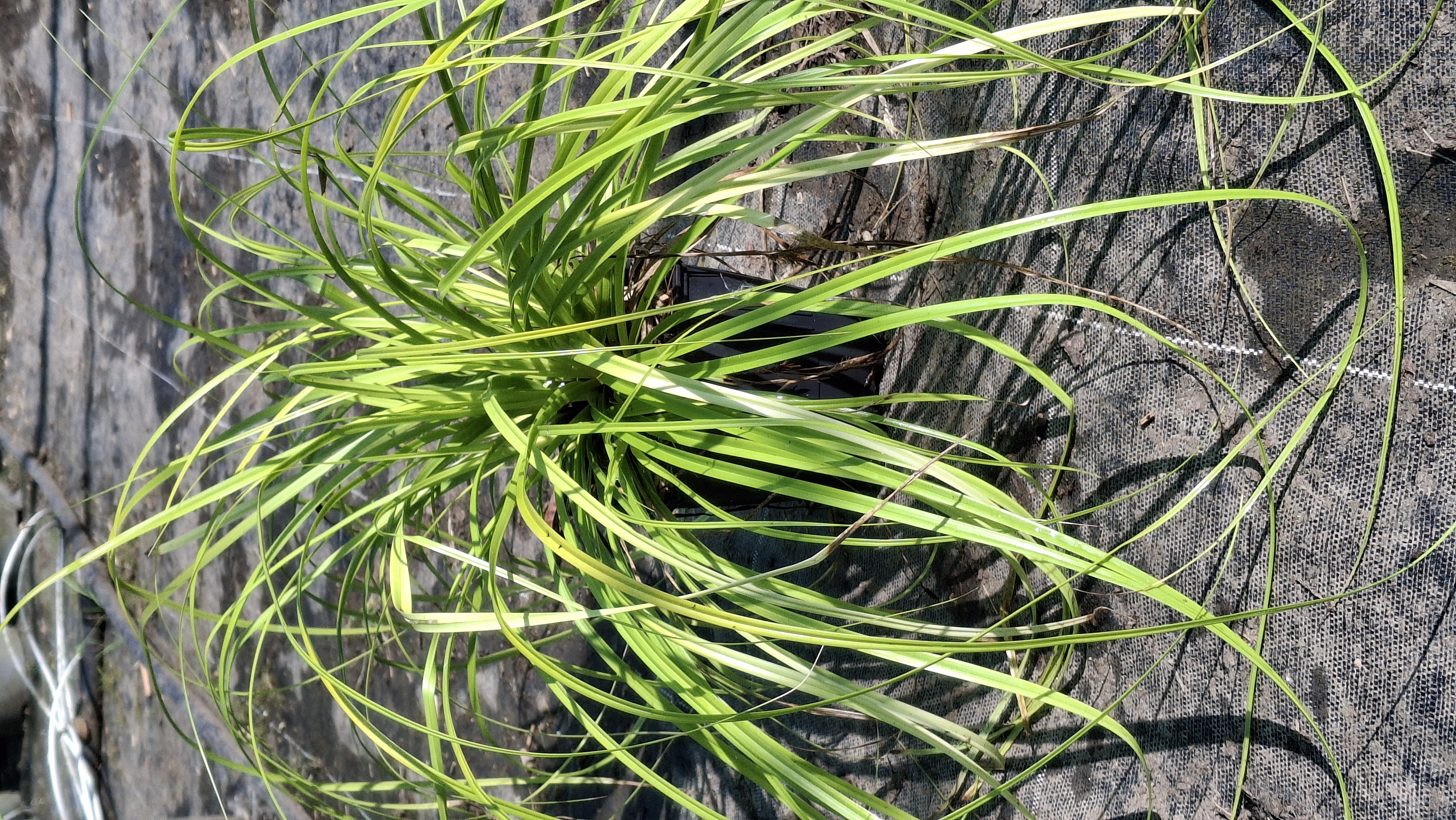 Carex oshimensis 'Everillo' en godets.