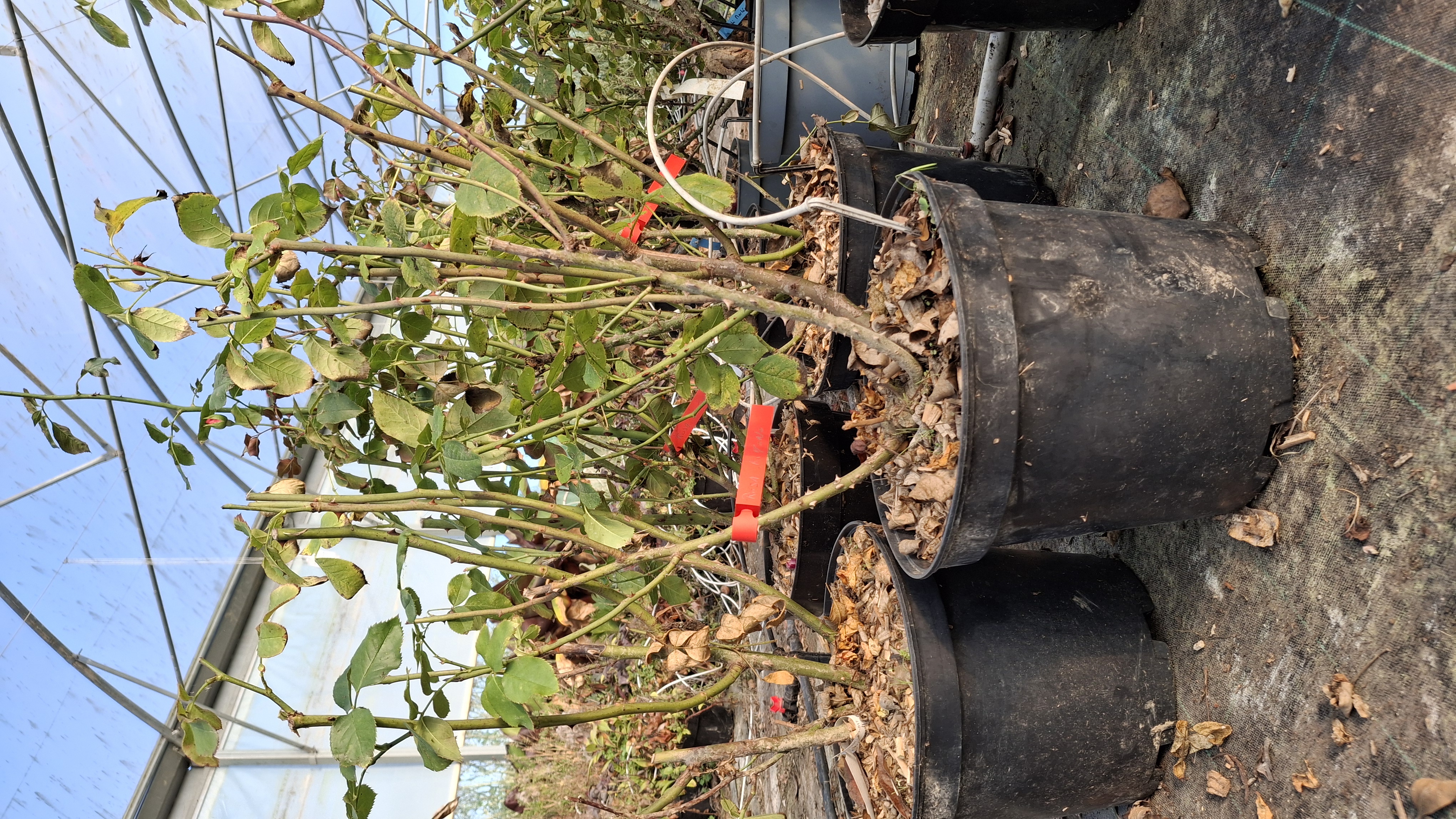 Rosier Lili Marlène en pot de 7,5 litres