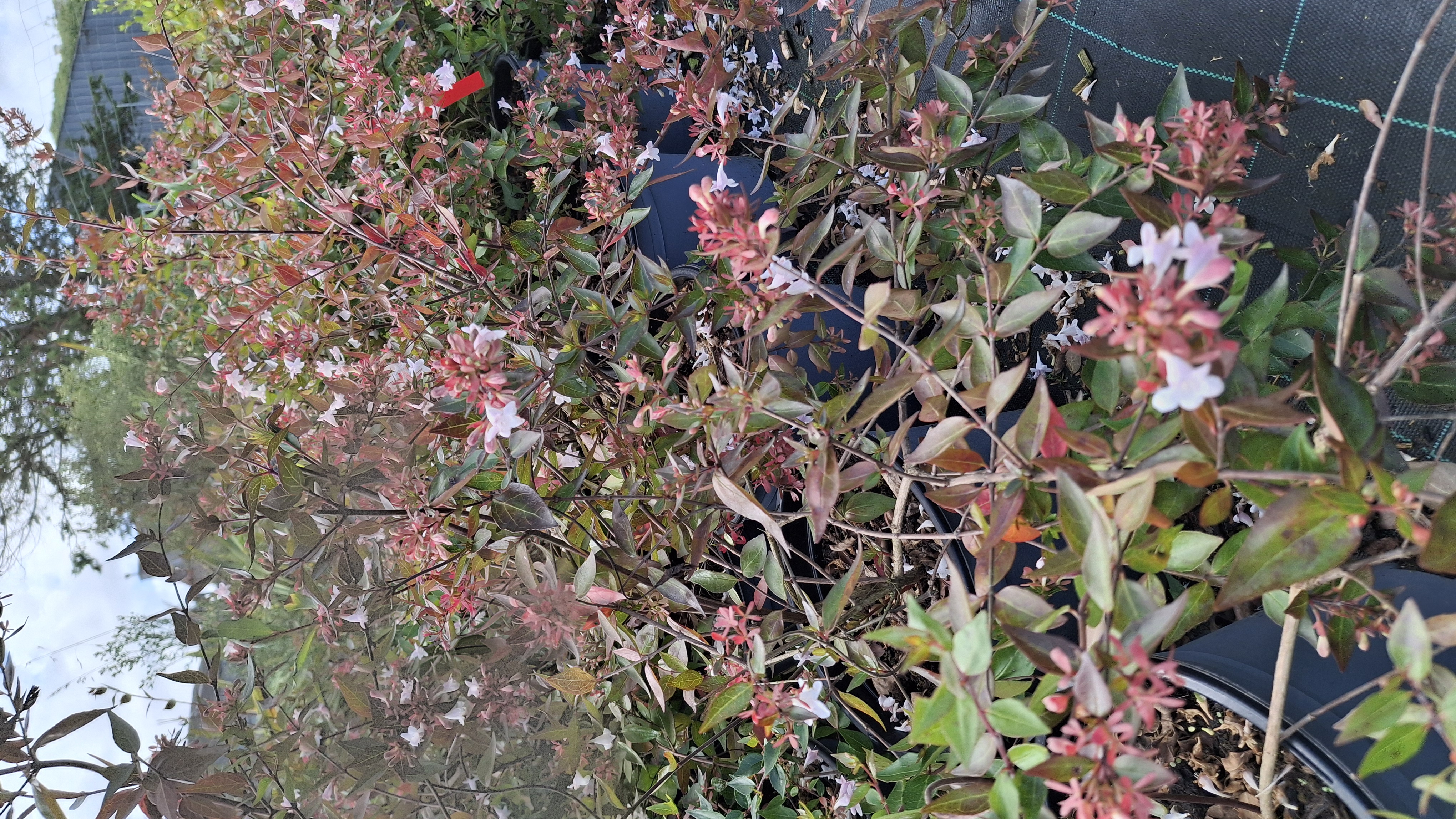 Abélia grandiflora en pot de 5 litres