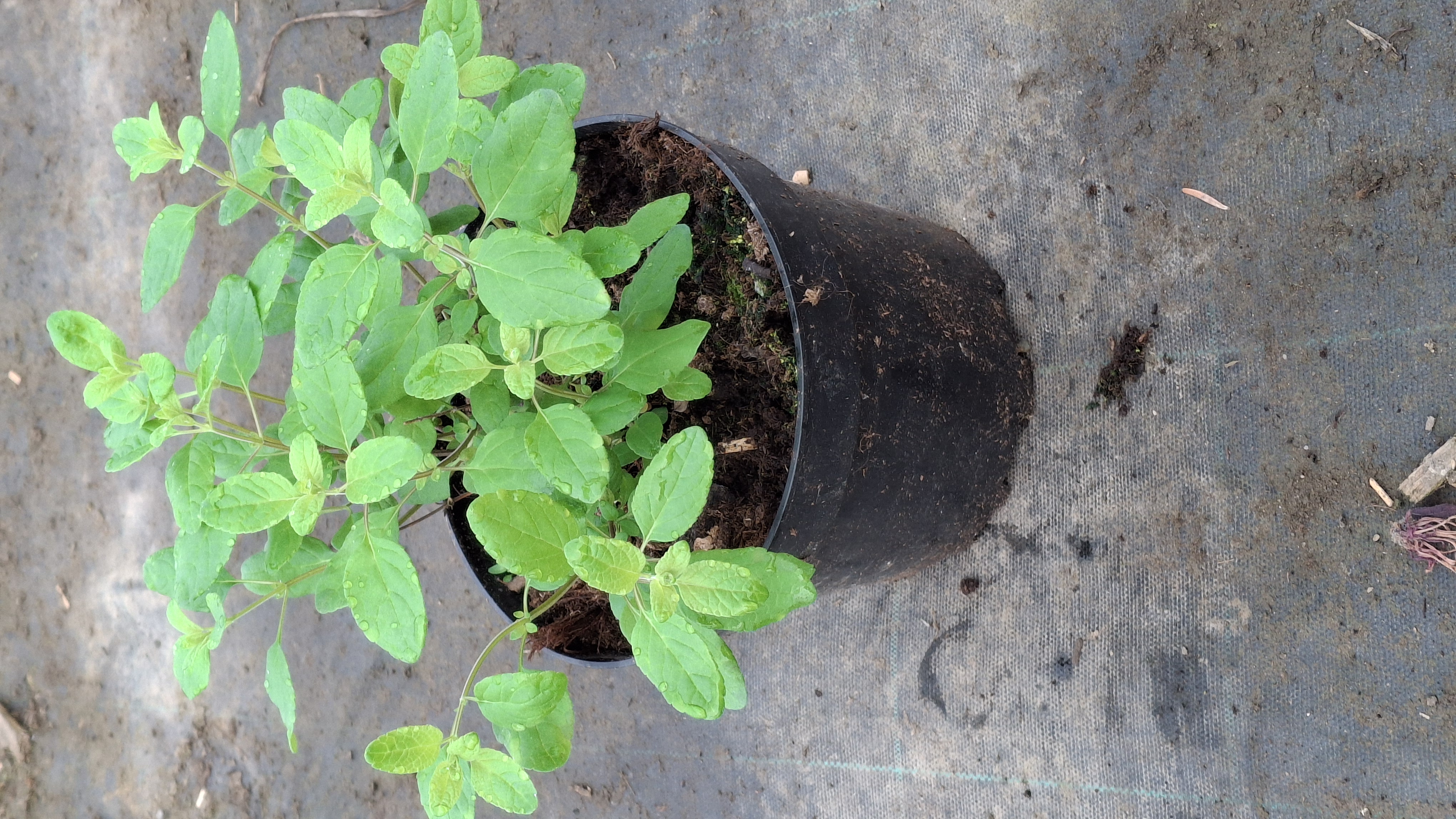 Sauge grahamii rouge en pot de 3 litres