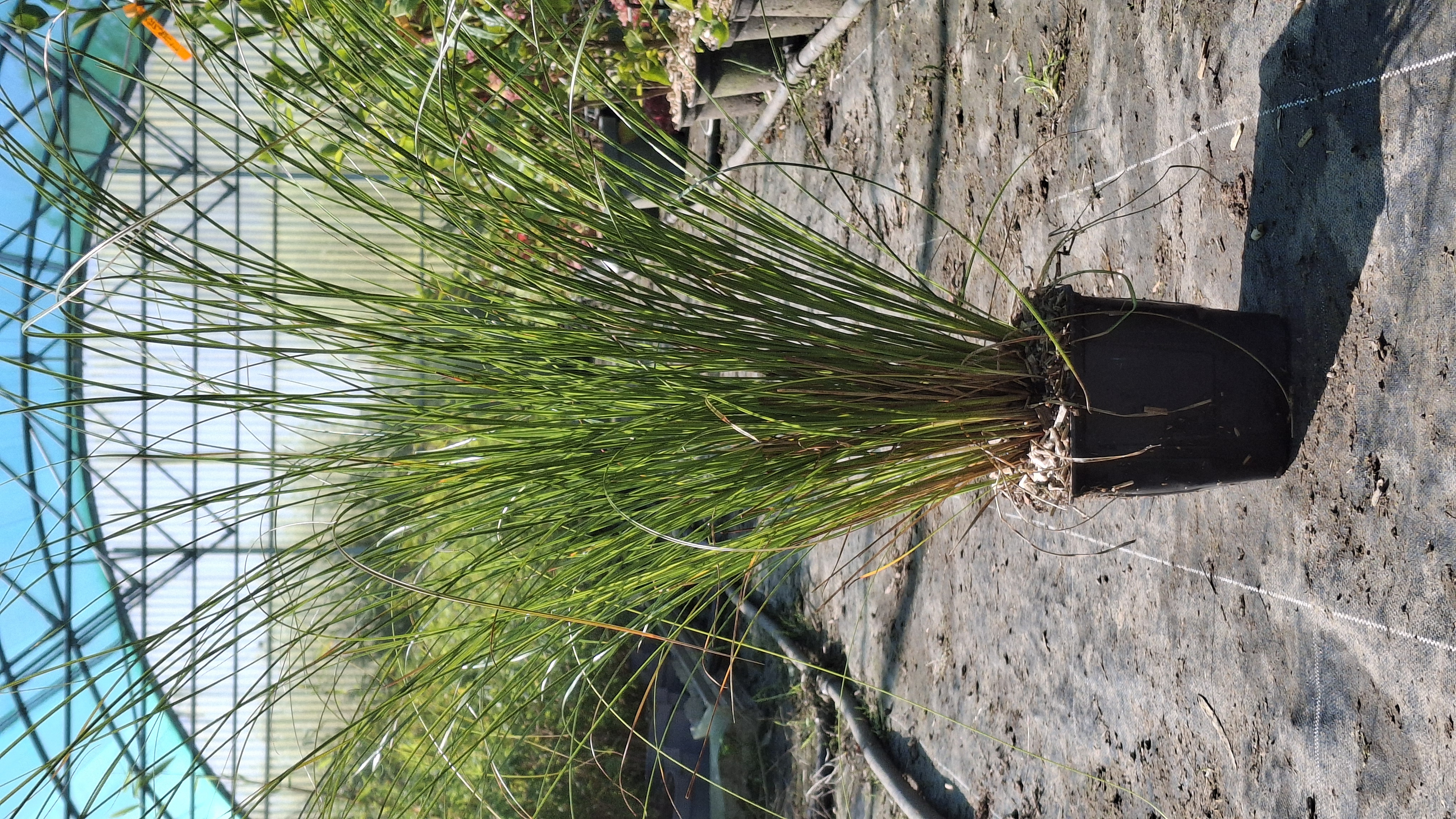 Carex testacea 'Prairie Fire' en godets