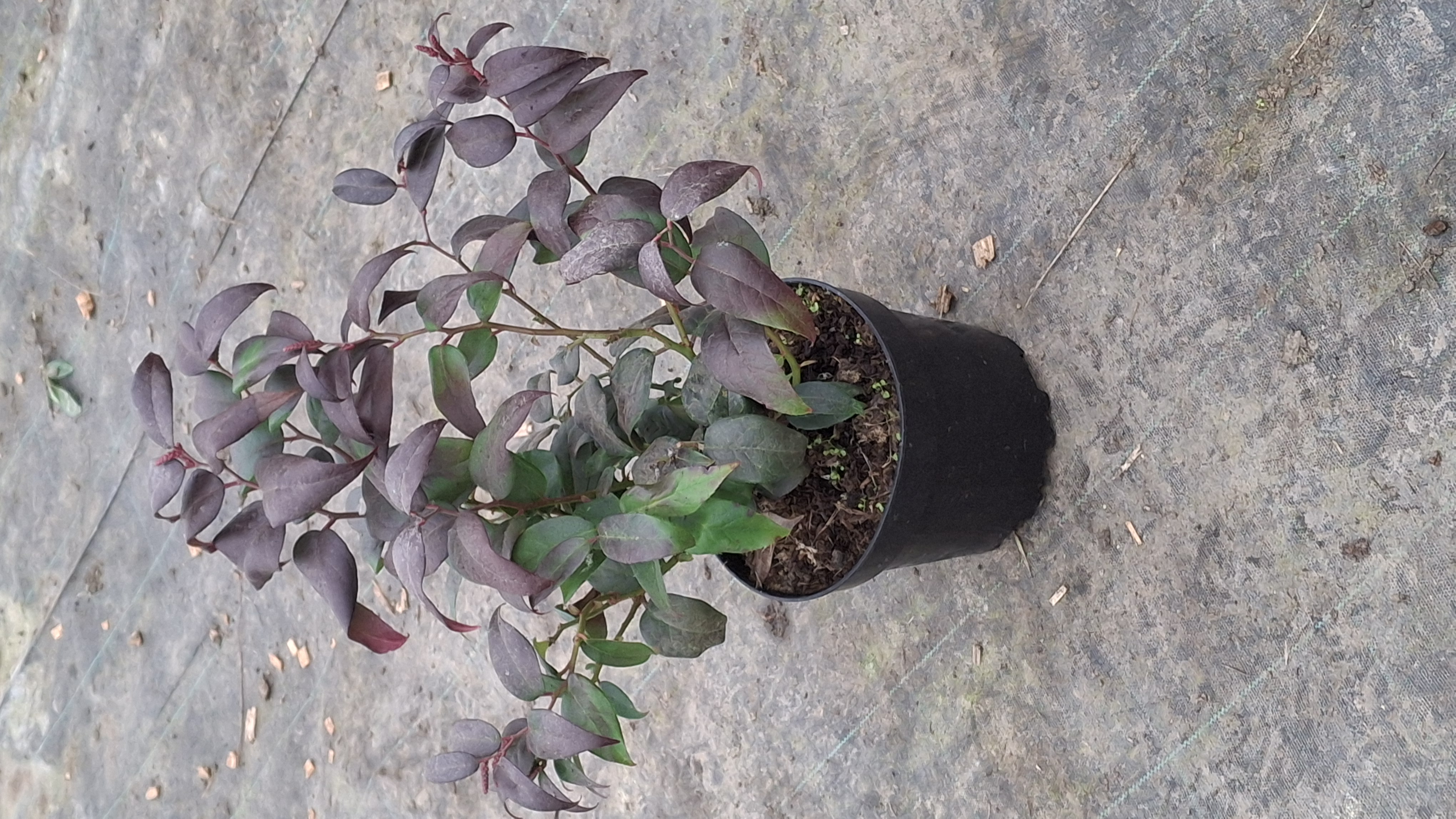 Leucothoe fontesiana Dark Diamond en pot de 3 litres