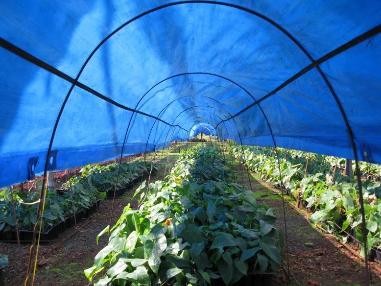Agriculture Hdpe Tarpaulin