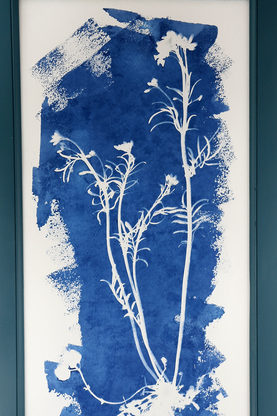 GRANDE CARDAMINE