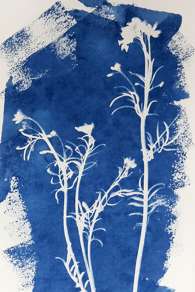 GRANDE CARDAMINE