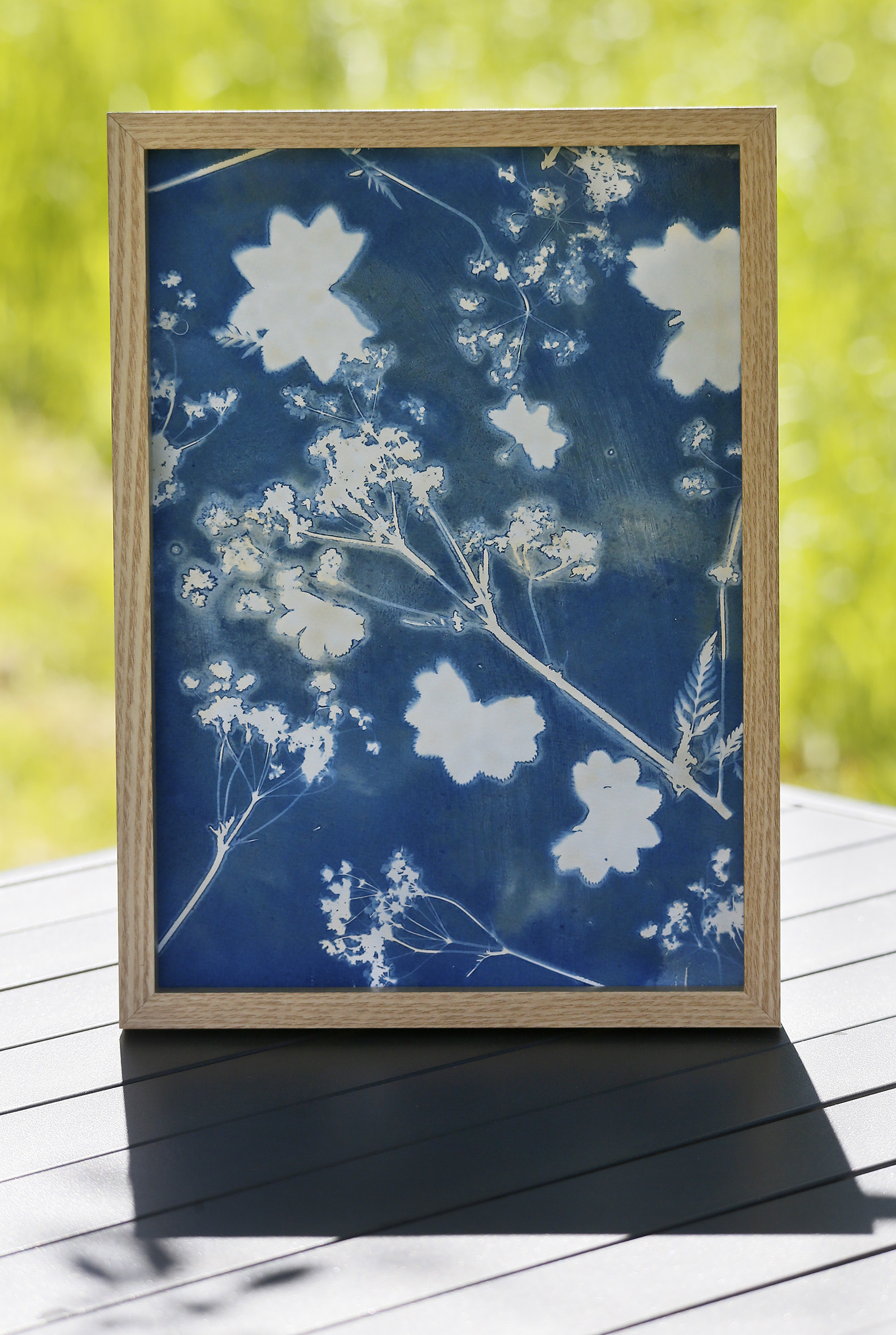 Cerfeuil en danse alchémille