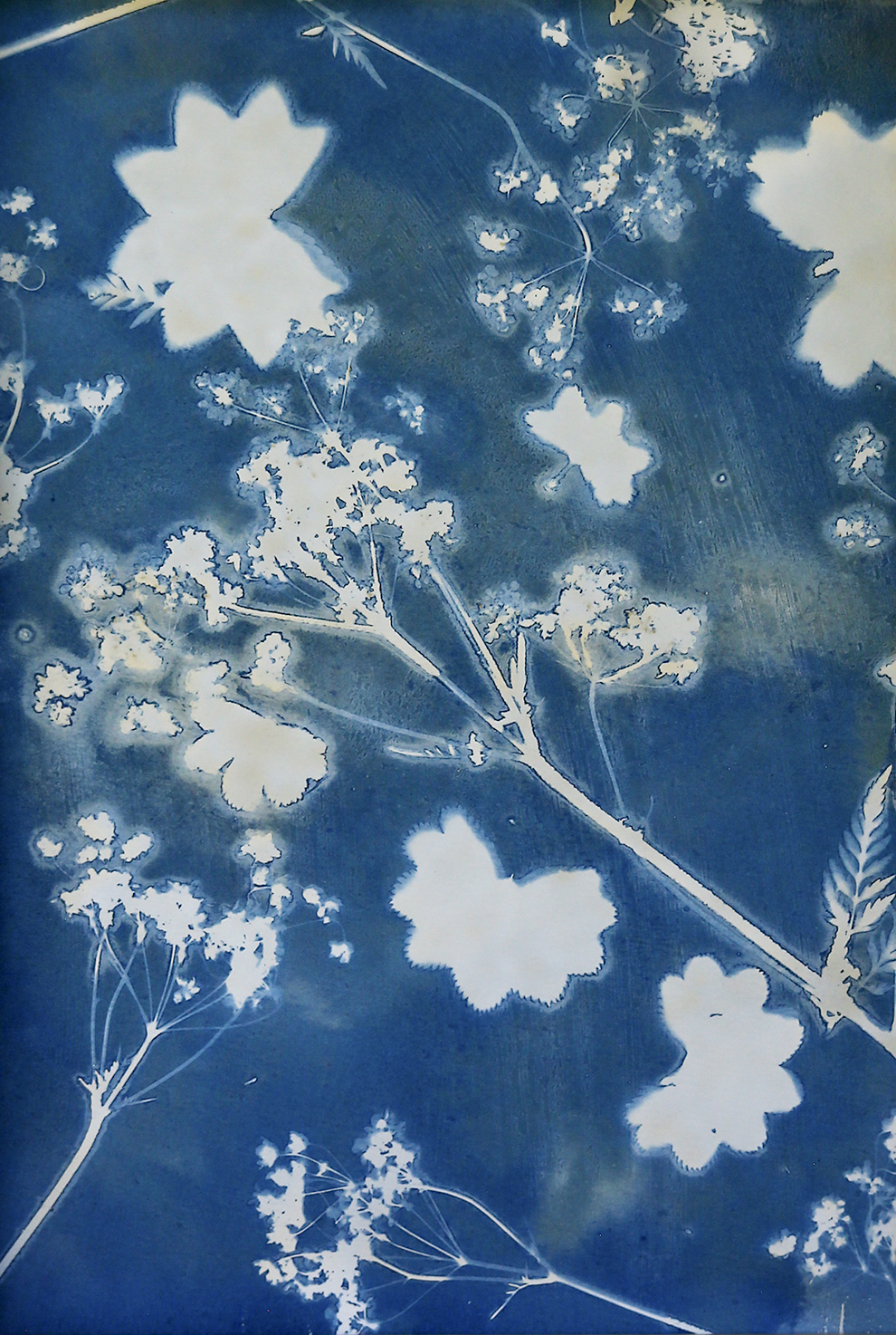 Cerfeuil en danse alchémille