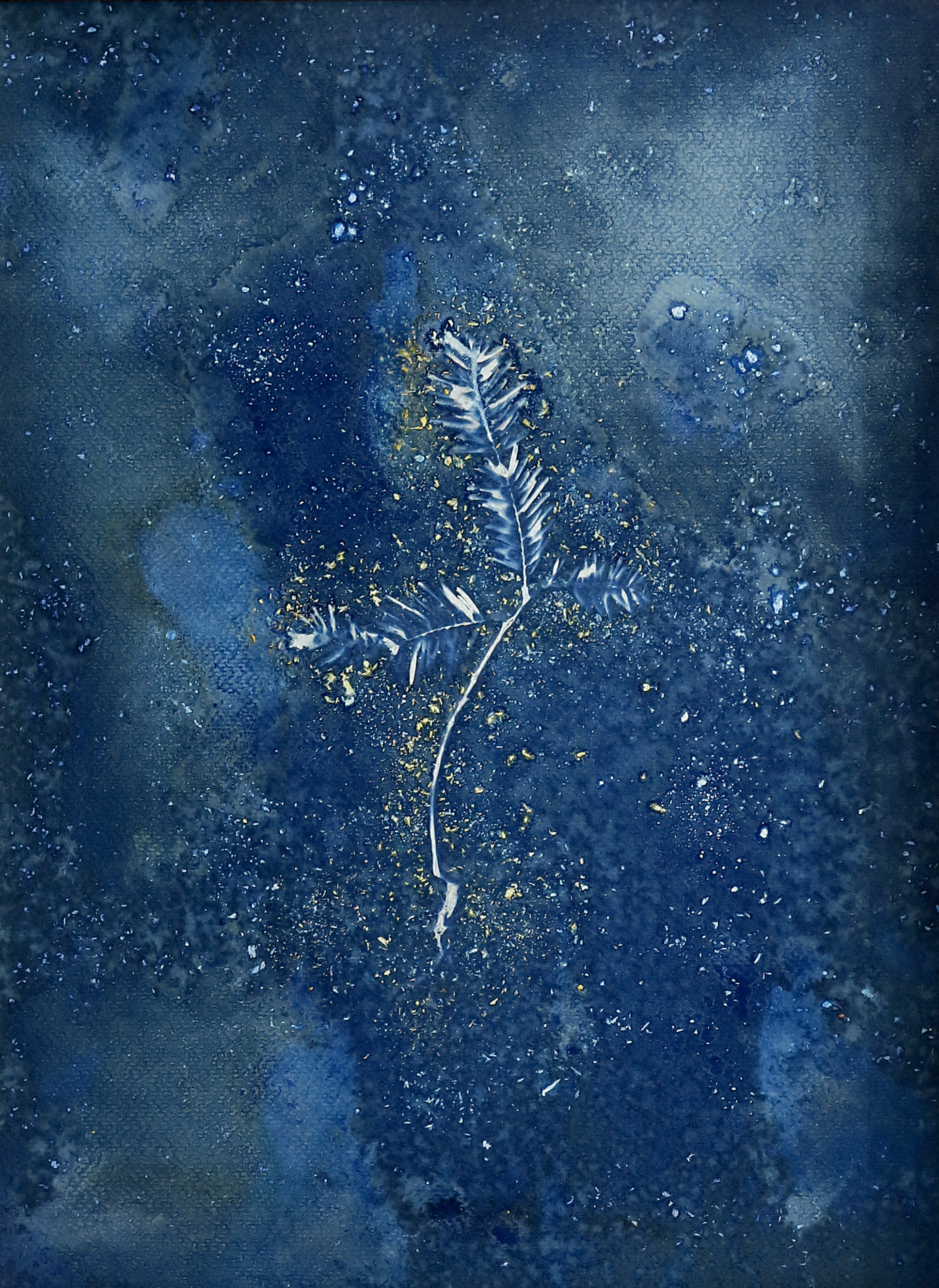 Jeune pousse de sapin