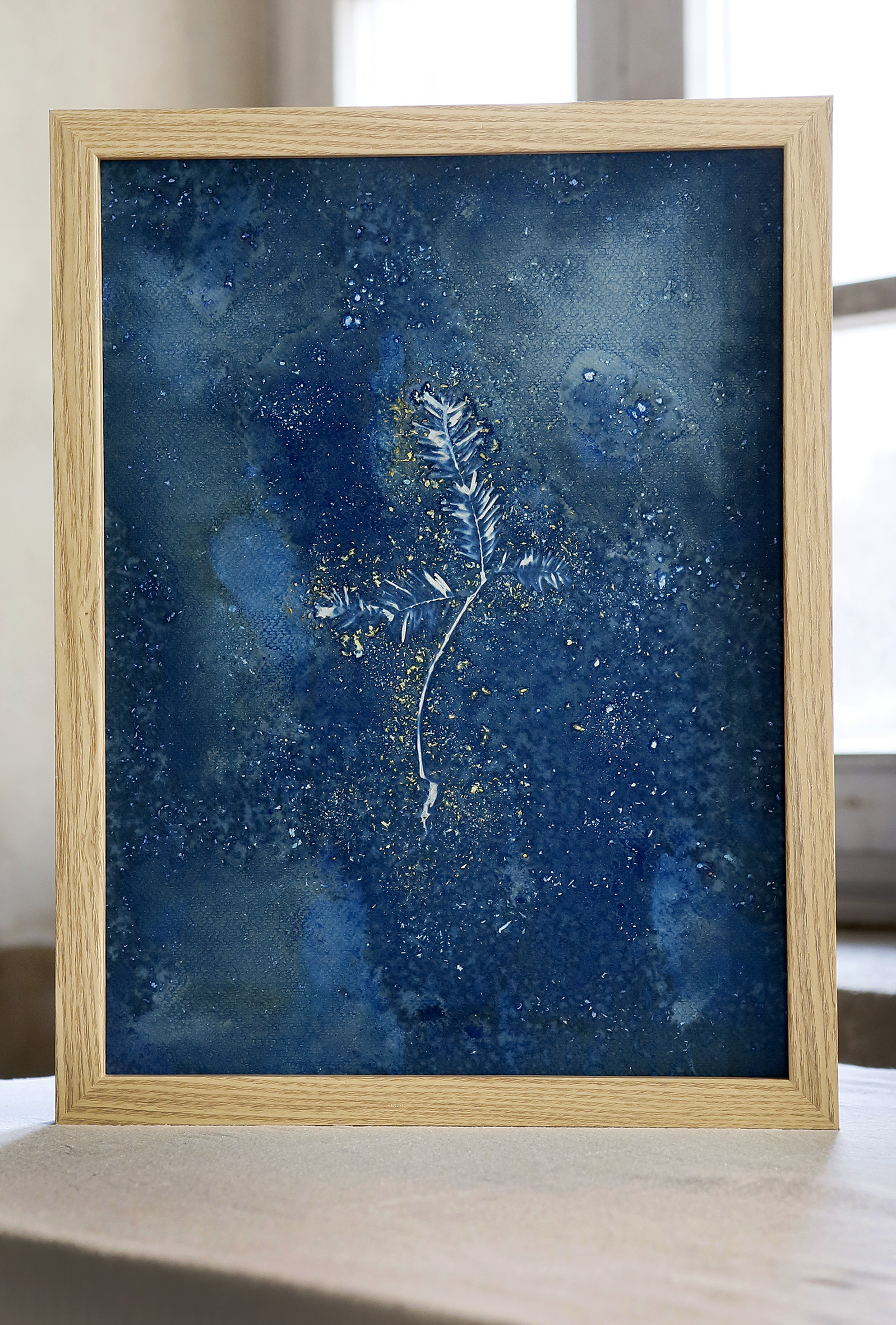 Jeune pousse de sapin