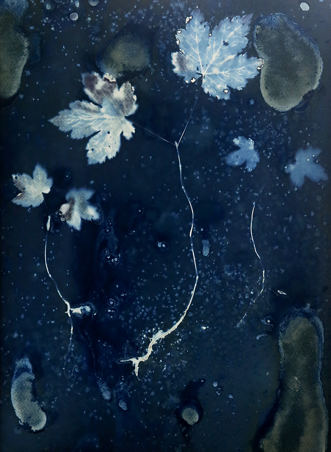 Jeunes pousses de platanes