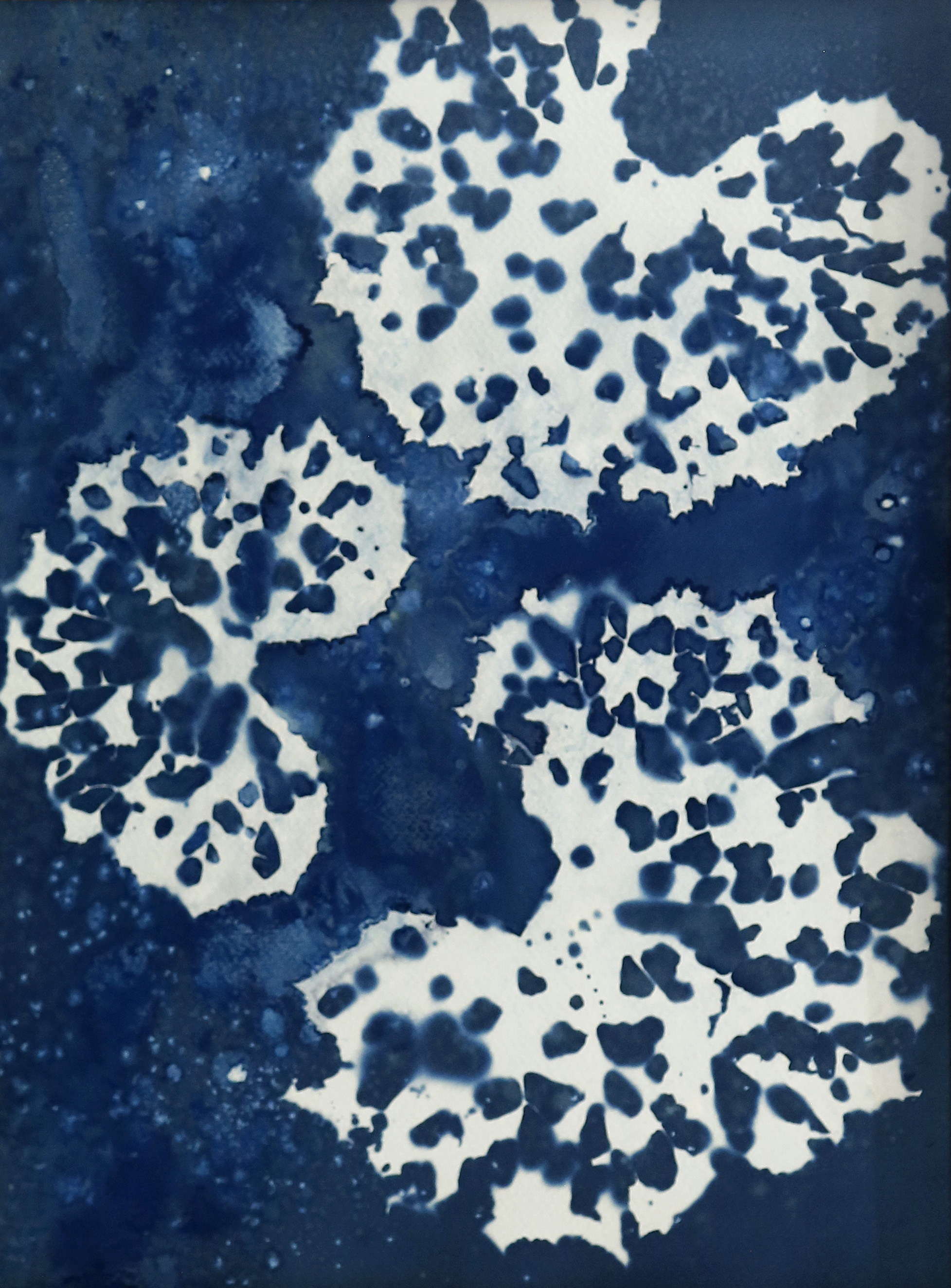 Dentelle de pétasite