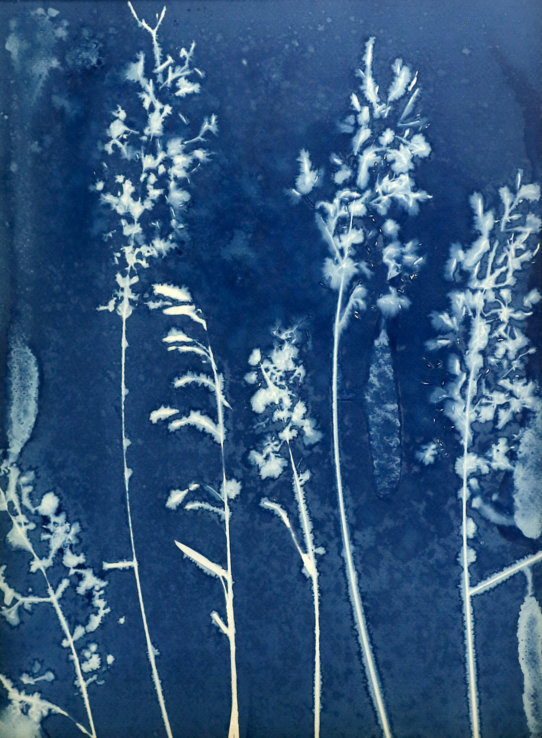 Le gel des graminées