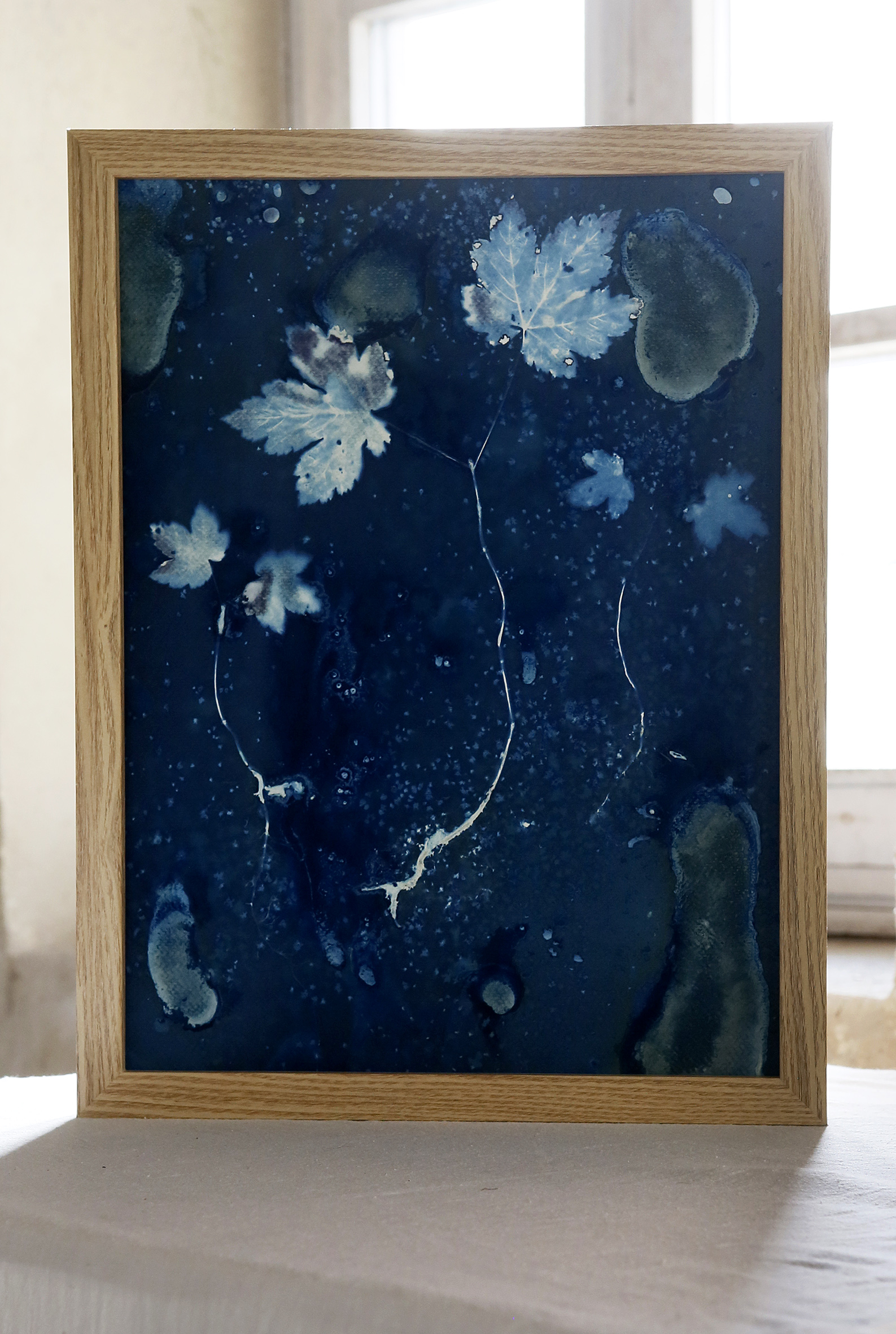 Jeunes pousses de platanes