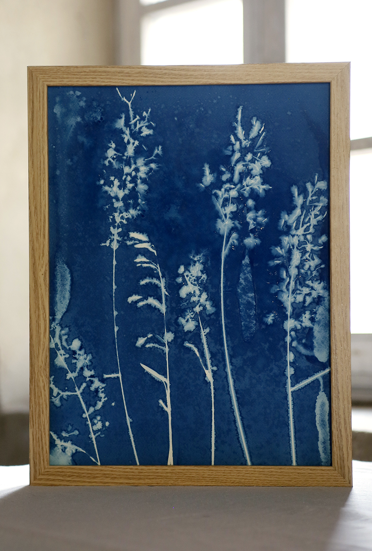 Le gel des graminées