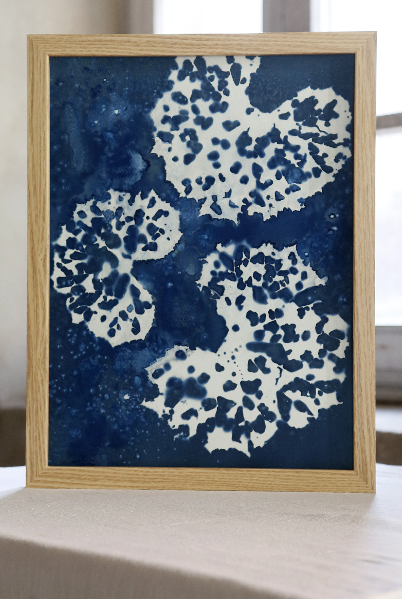 Dentelle de pétasite