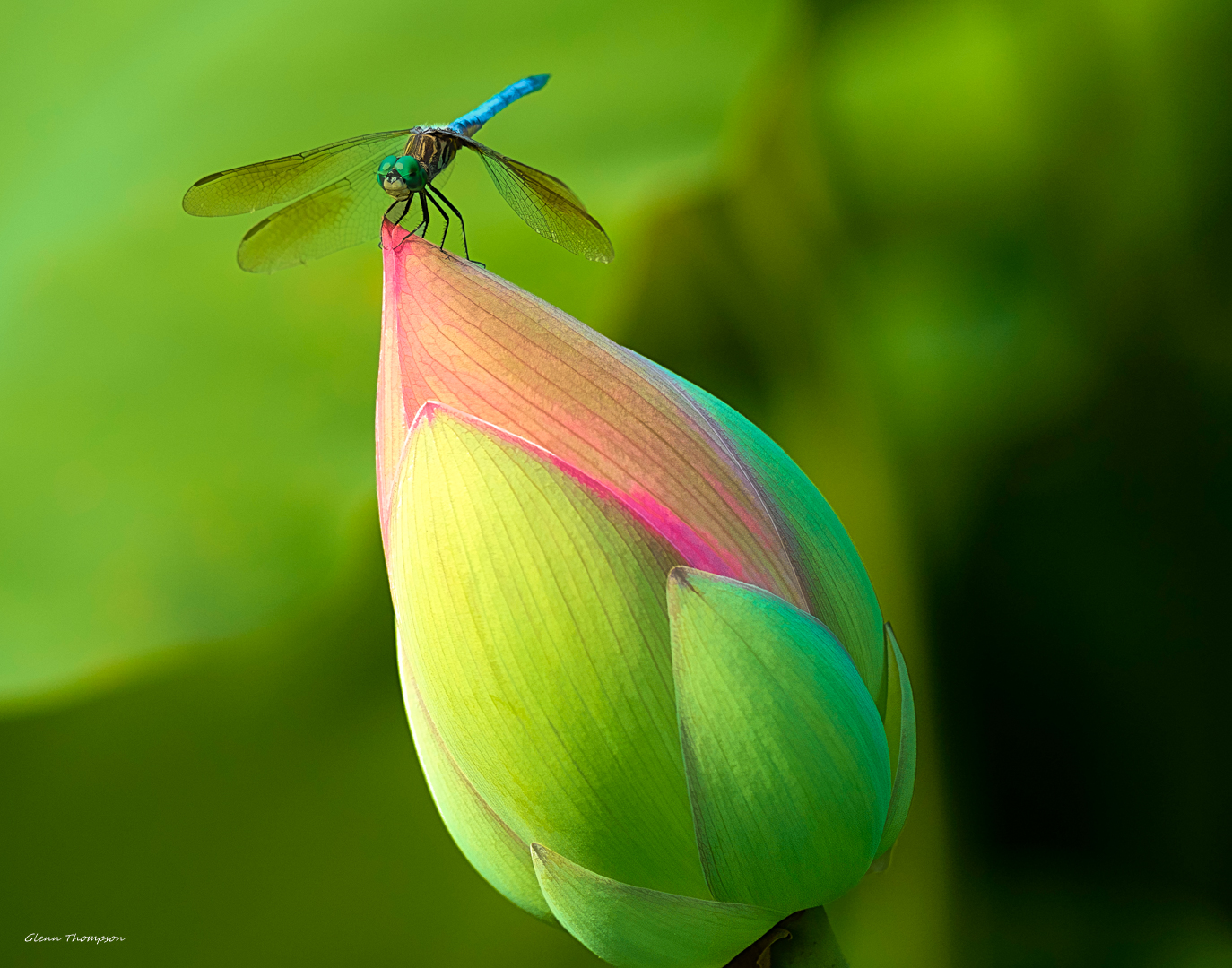 Dragonfly on Lotus Bud